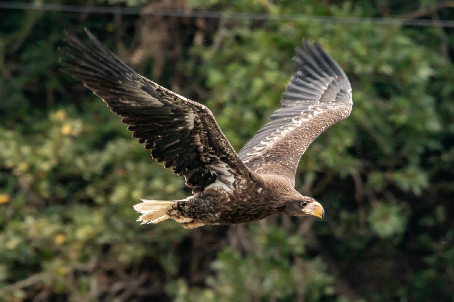 Adler im Flug mit lebendigen Federn vor grünem Hintergrund