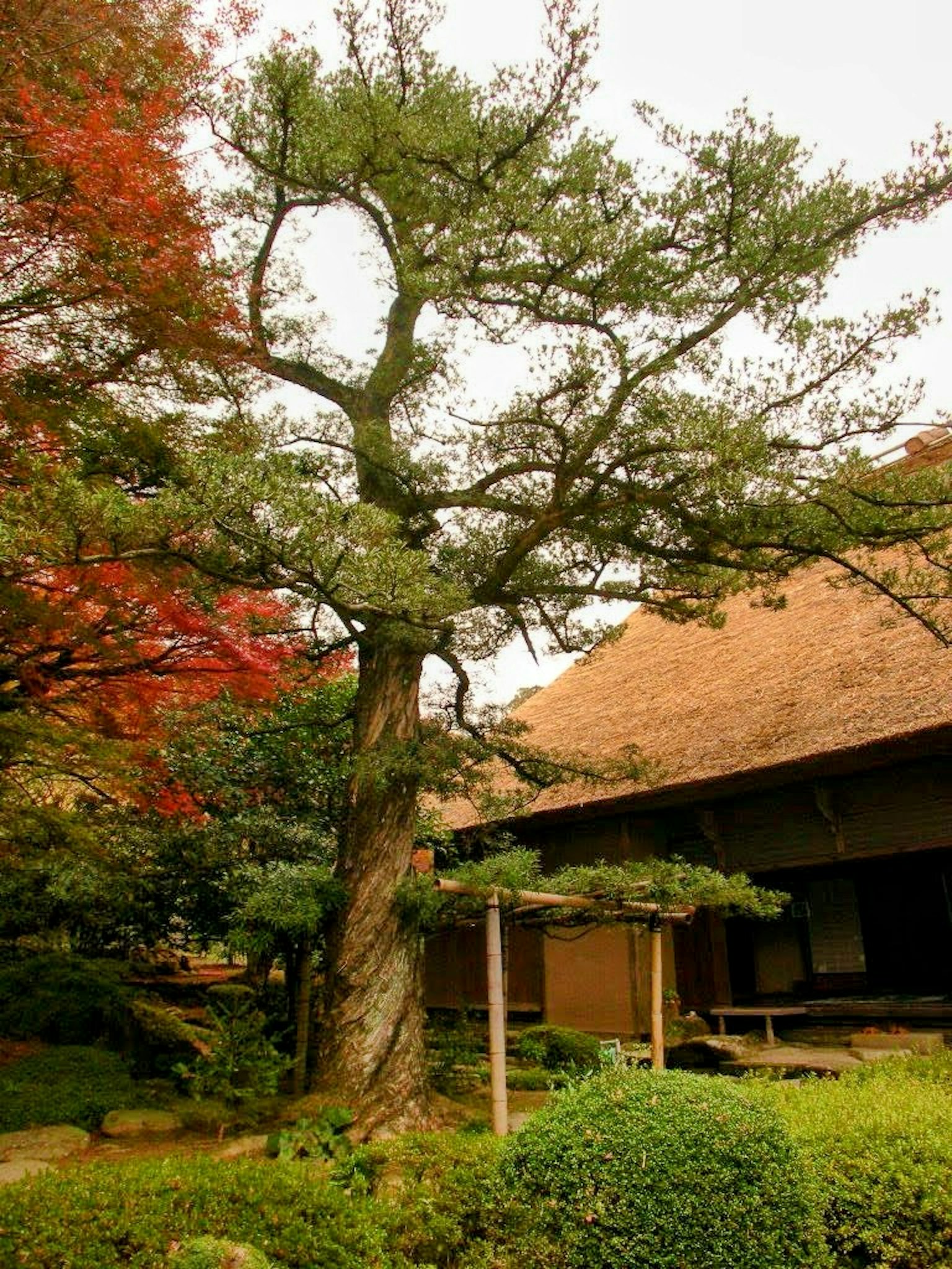 Large tree in a garden with autumn foliage