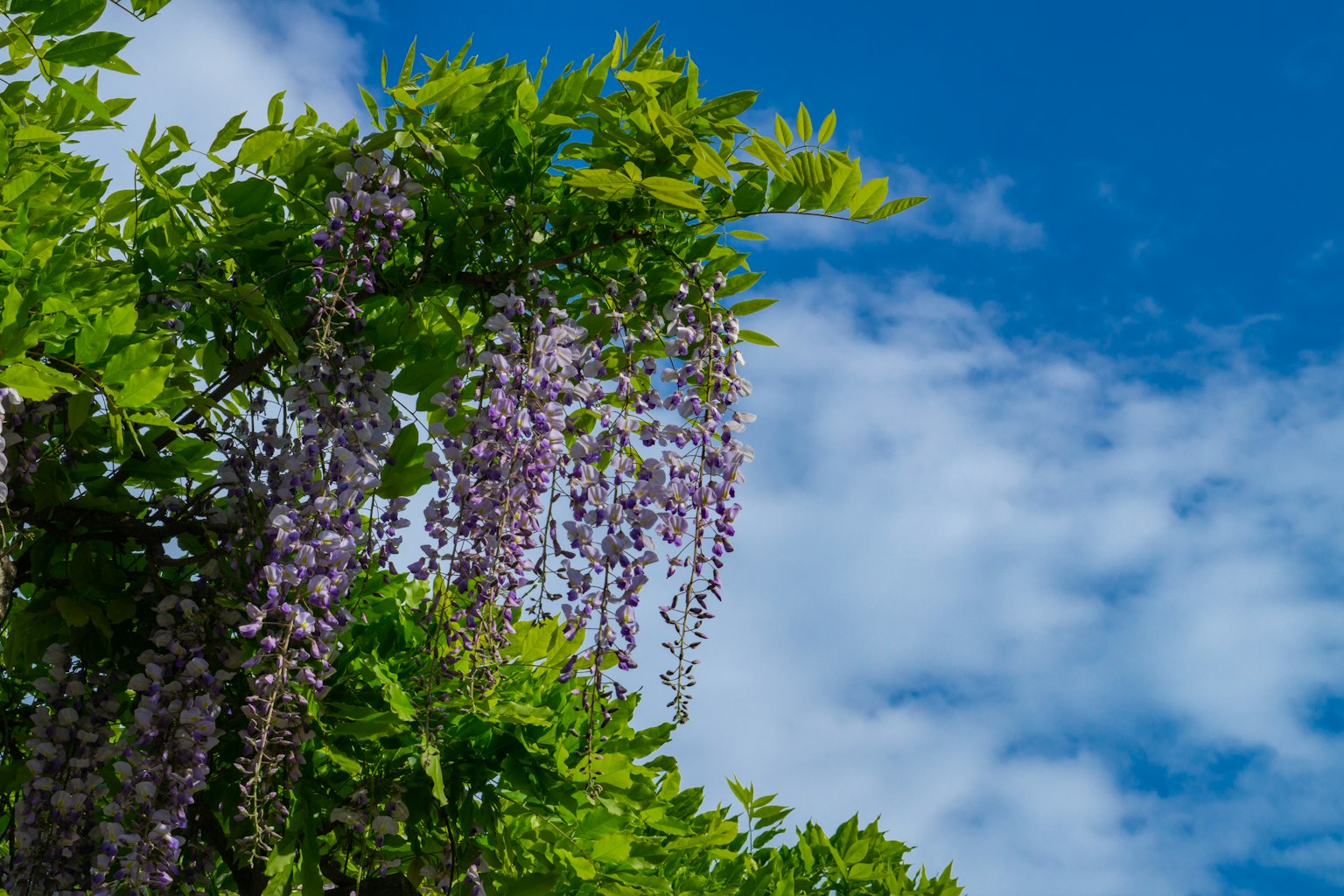 Flores de glicinia colgando bajo un cielo azul
