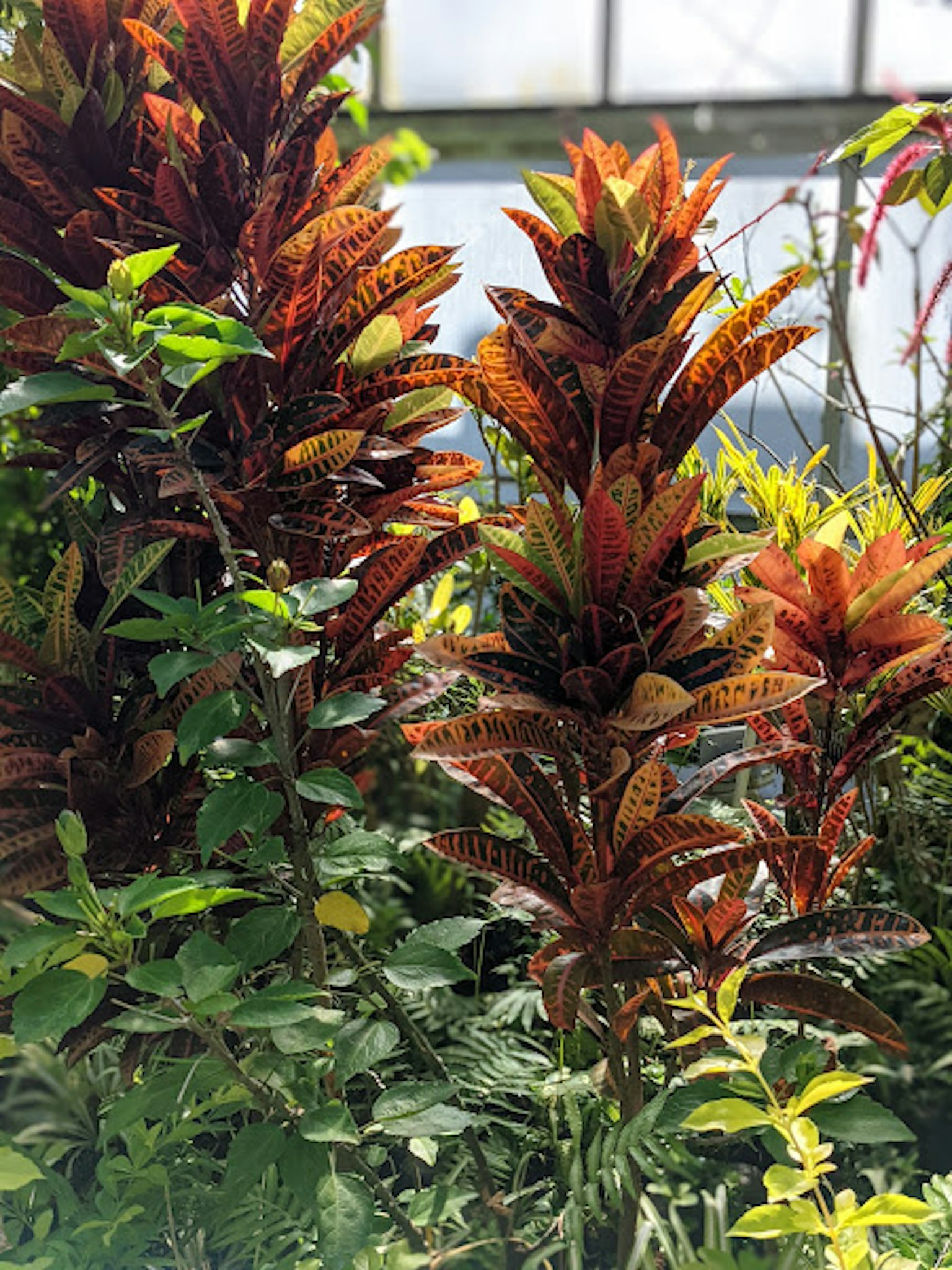 Fogliame rosso-bruno vibrante di piante tropicali in un ambiente serra lussureggiante