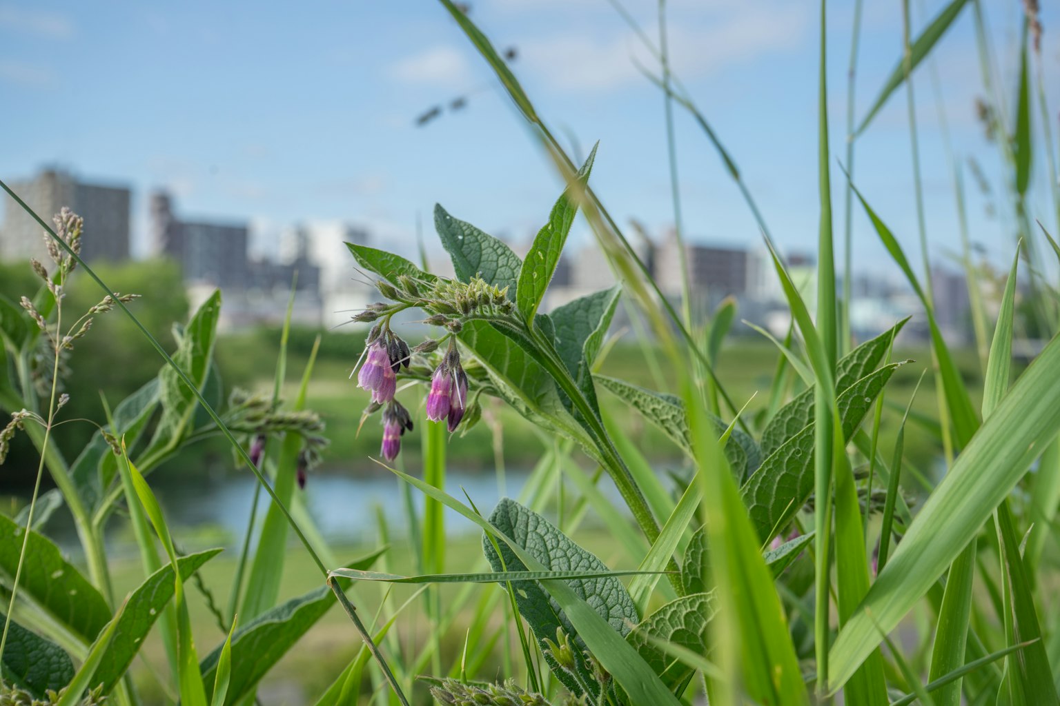 绿色草丛中的紫色花朵和背景中的河流