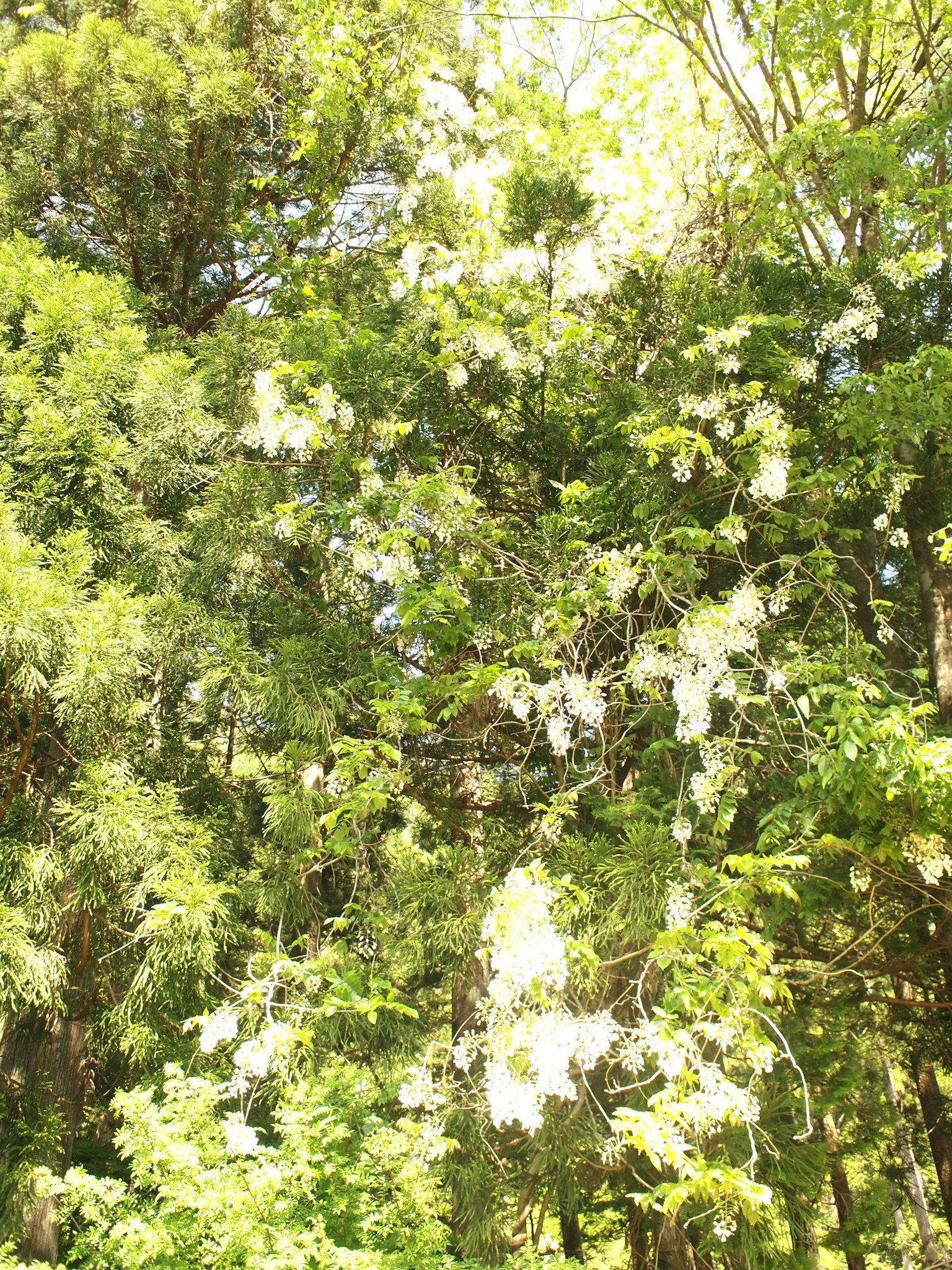 Paisaje verde con árboles floreciendo con flores blancas