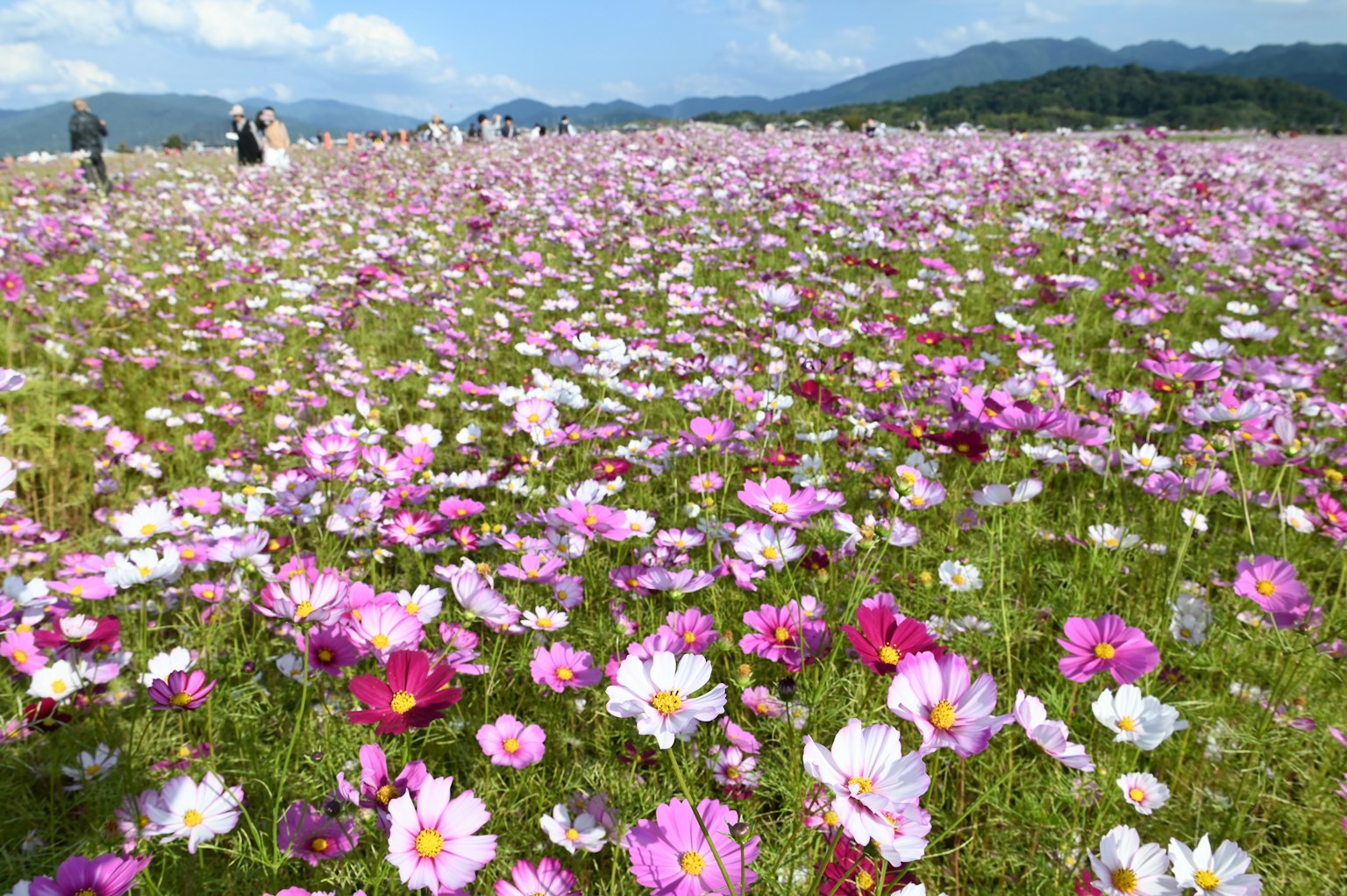 Amplio campo de flores de cosmos con un fondo de cielo azul