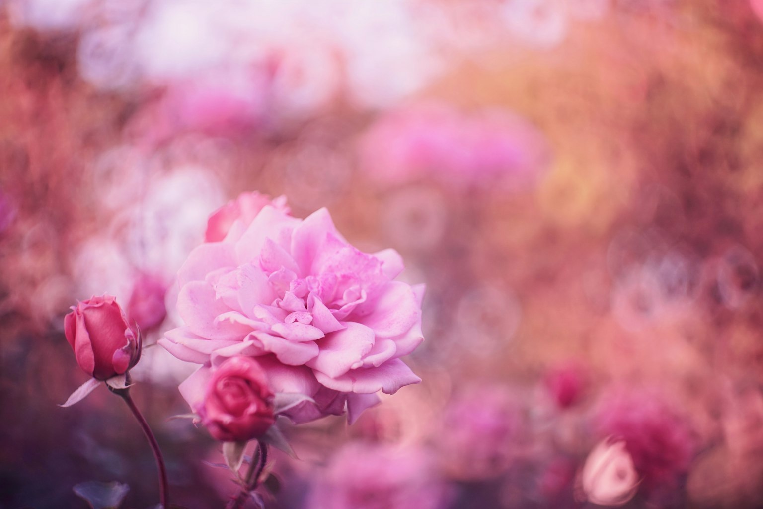 A soft pink rose in bloom with buds in a blurred background