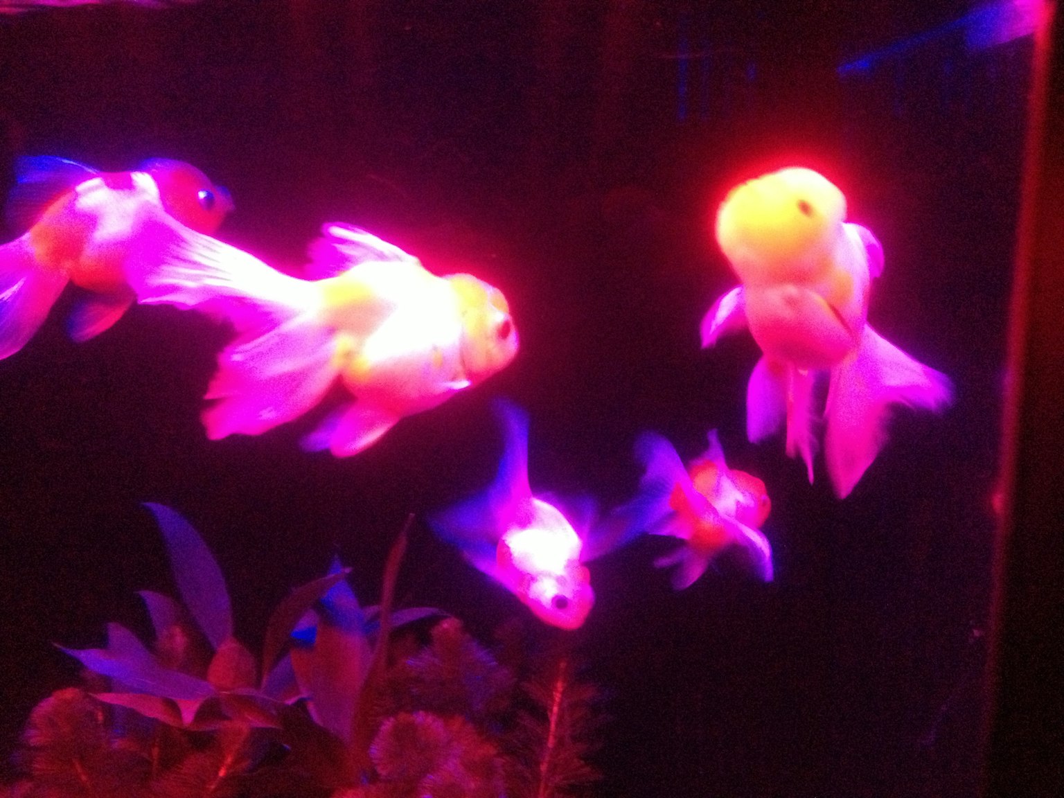 色彩斑斓的金鱼在水族箱中游动