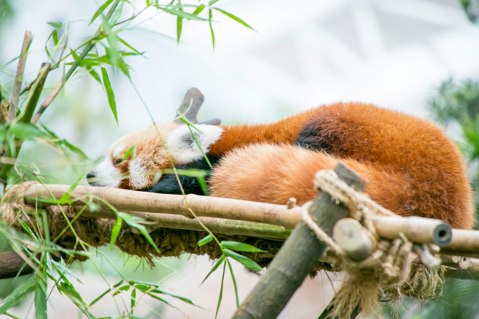 Gấu trúc đỏ đang ngủ trên cành tre