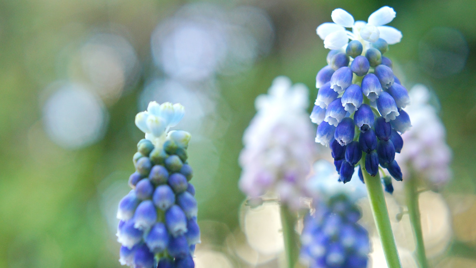 Gruppe von blauen und weißen Muscari-Blumen im Blühen