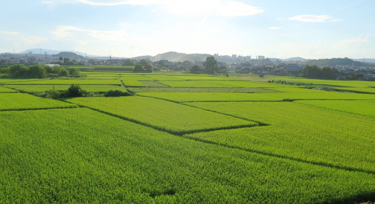 Amplios campos de arroz verdes bajo un cielo azul claro