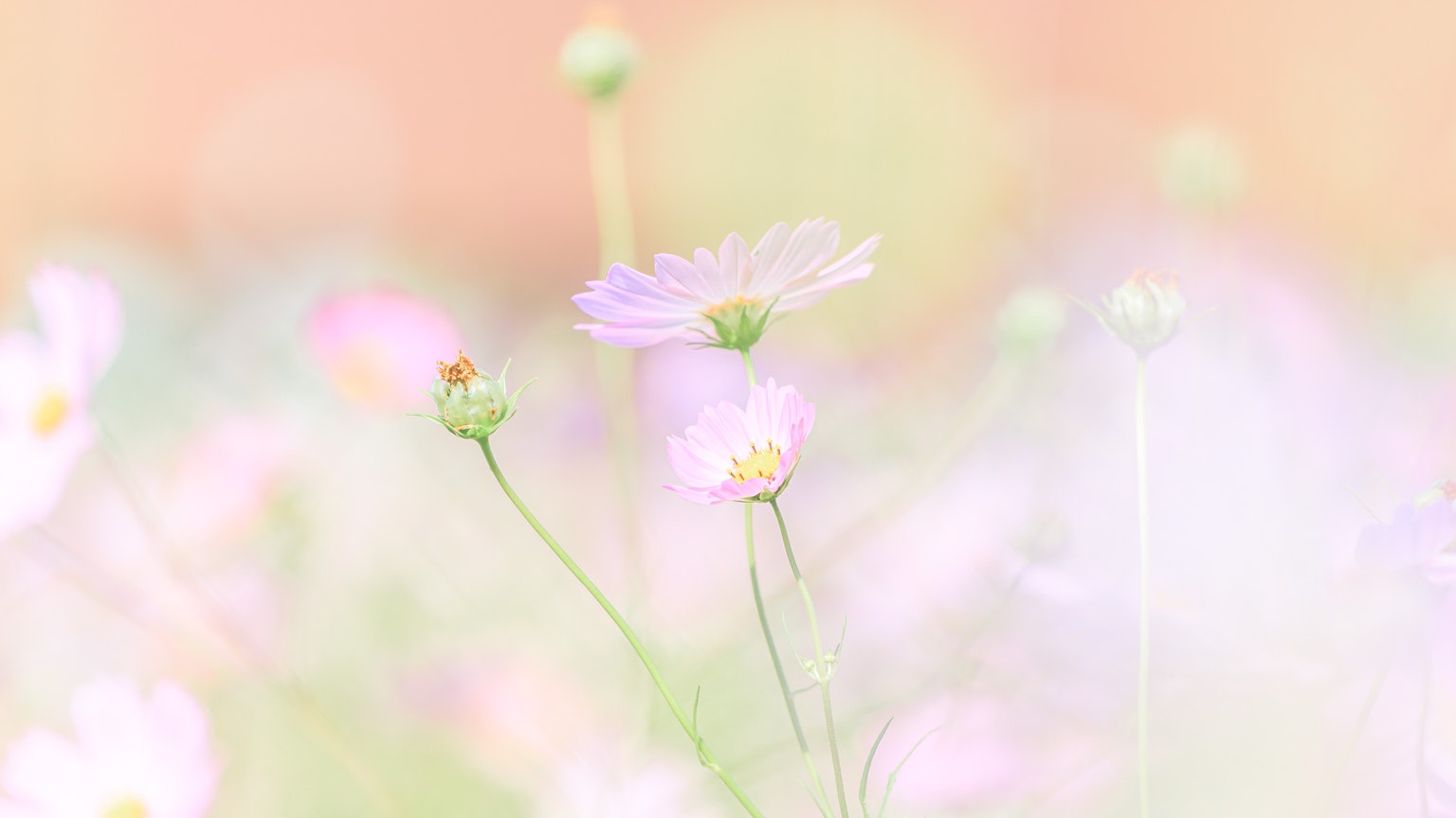 Paisaje suave con flores que florecen en colores pastel