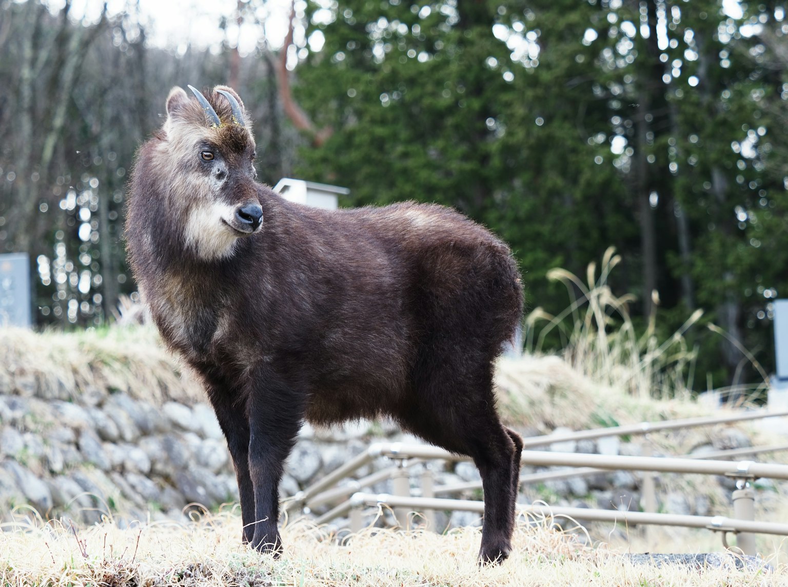 Seekor hewan mirip rusa dengan bulu gelap berdiri di depan latar belakang pepohonan