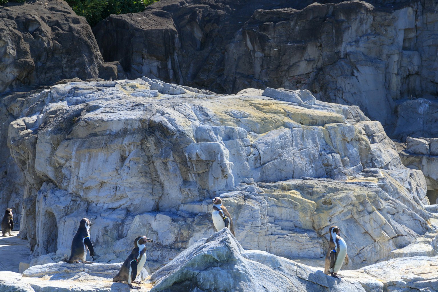Gruppe von Pinguinen, die auf Felsen unter einem klaren blauen Himmel spielen