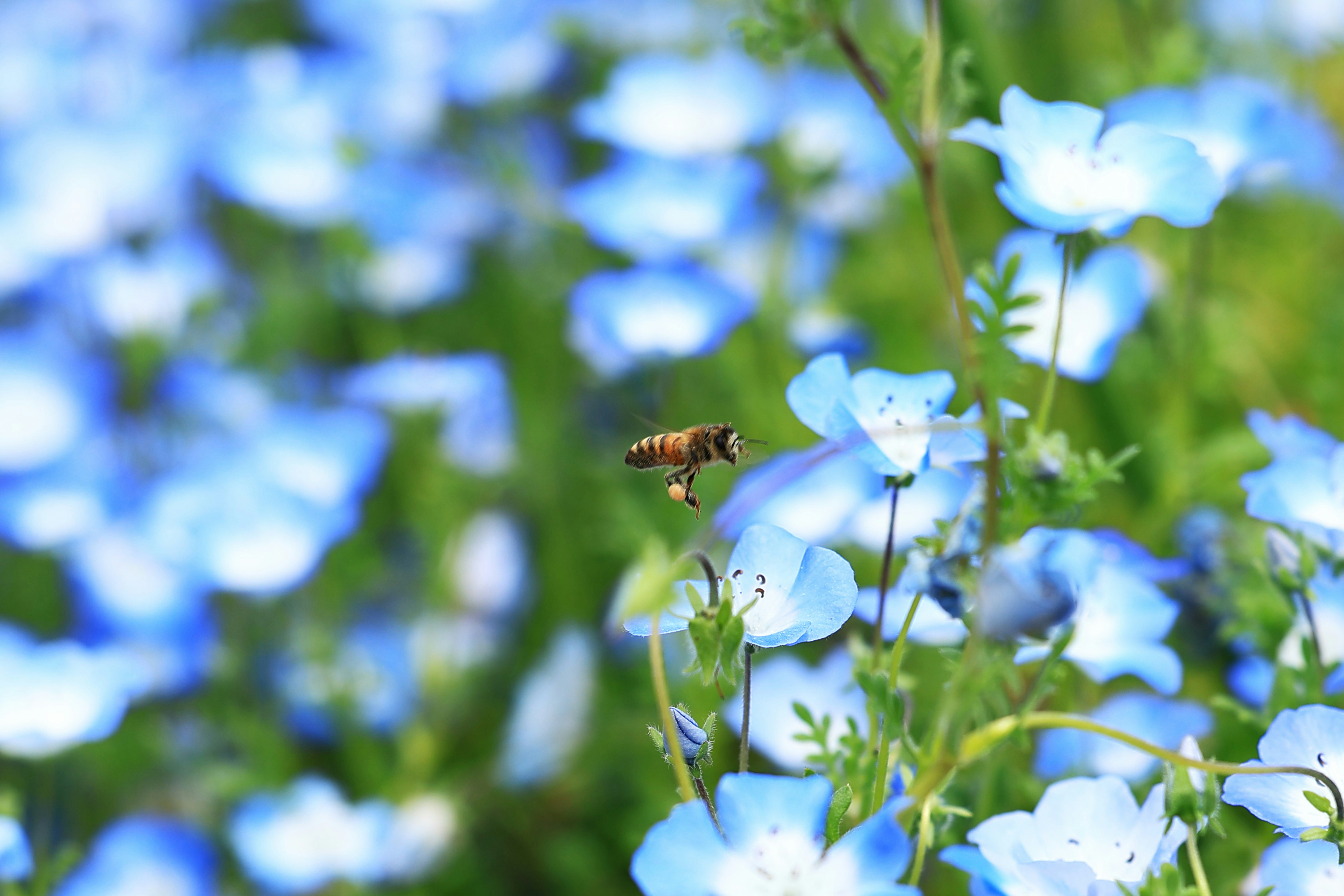 ong mật đang mang dango phấn hoa giữa các bông nemophila tại Công viên Tsurumi Ryokuchi, Công viên Kỷ niệm Expo