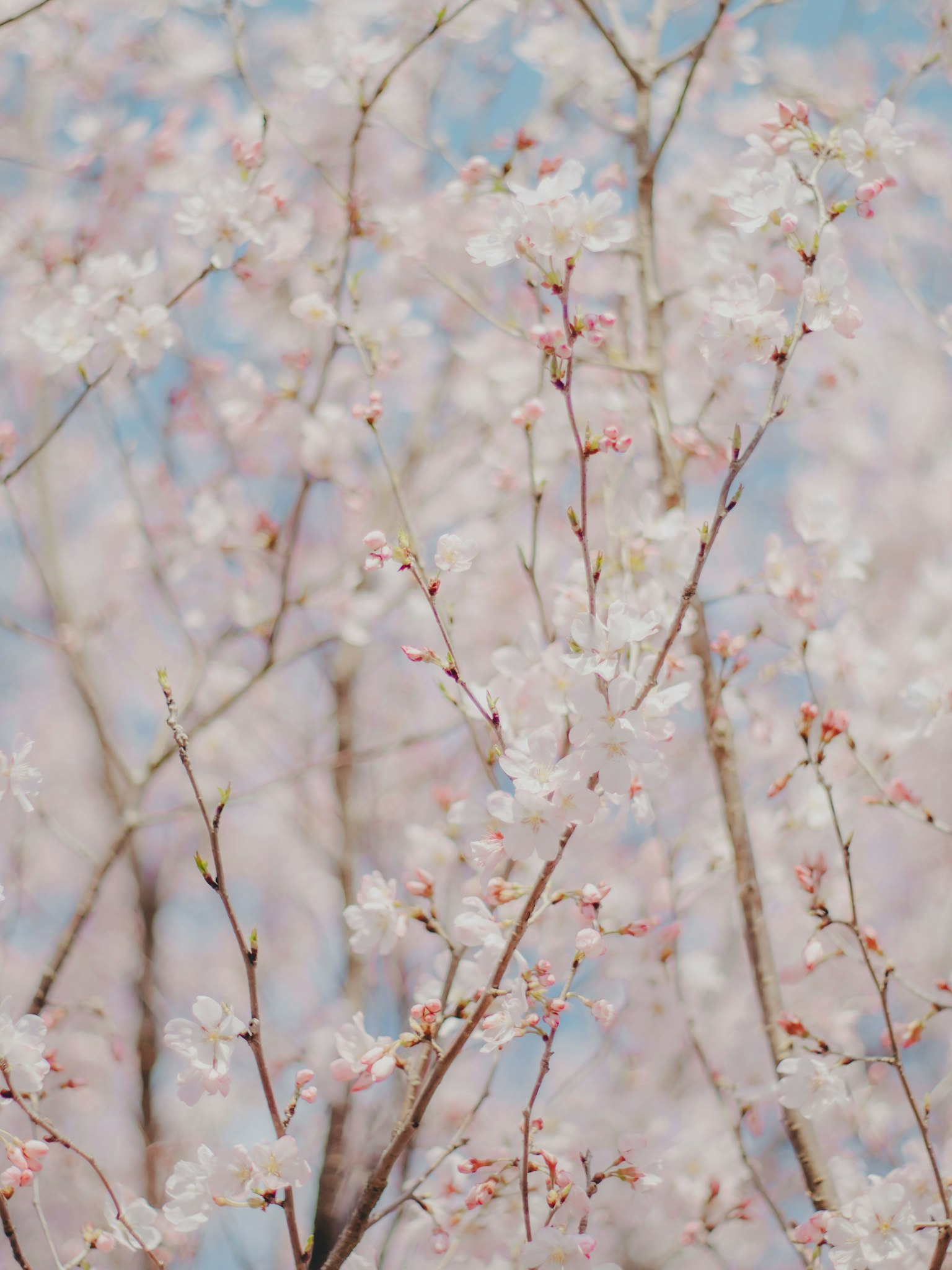 Gros plan sur des branches de cerisier avec des fleurs roses douces sur fond de ciel bleu