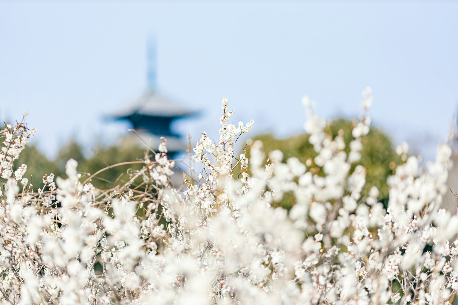 Un paesaggio con fiori bianchi in fiore e una pagoda sullo sfondo