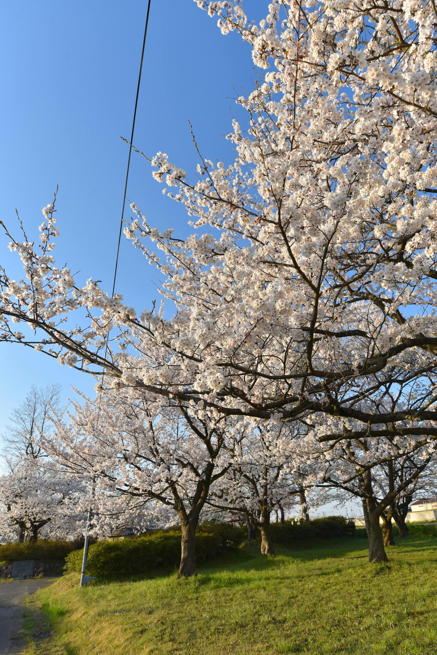 Pohon sakura mekar di bawah langit biru dengan rumput hijau