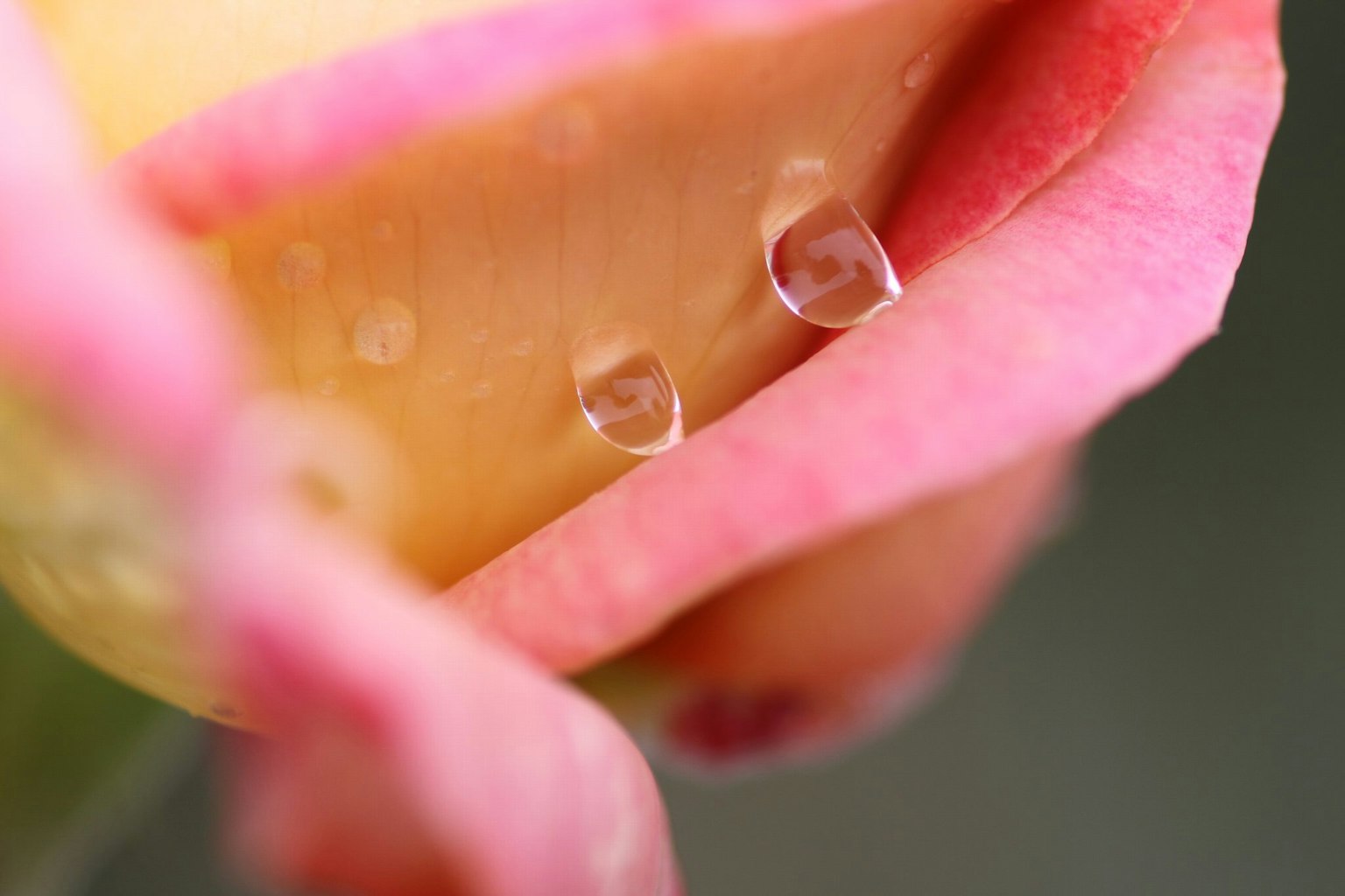Gros plan d'un pétale de rose rose avec des gouttes d'eau