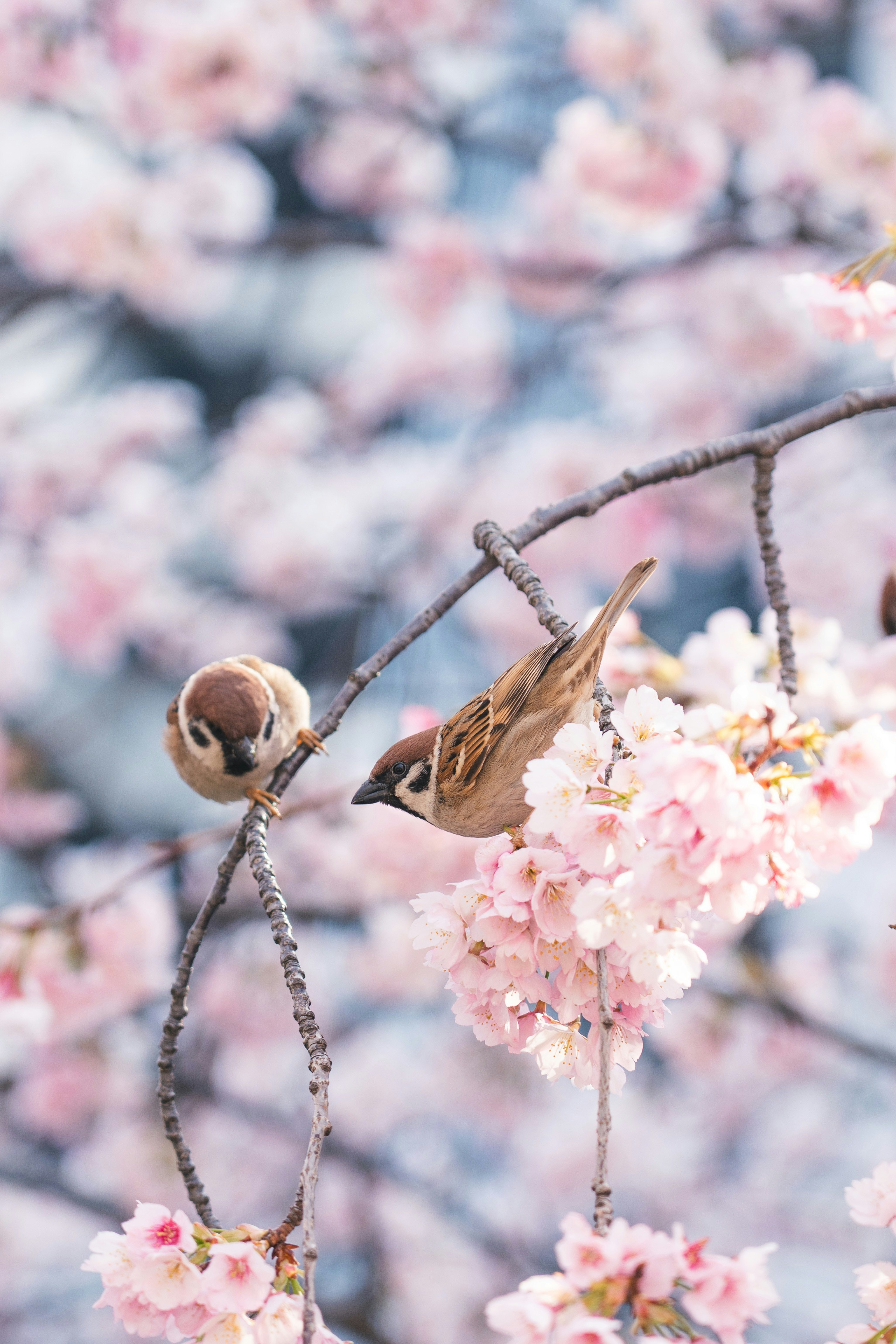 Kirschblüten mit einem kleinen Vogel auf einem Ast
