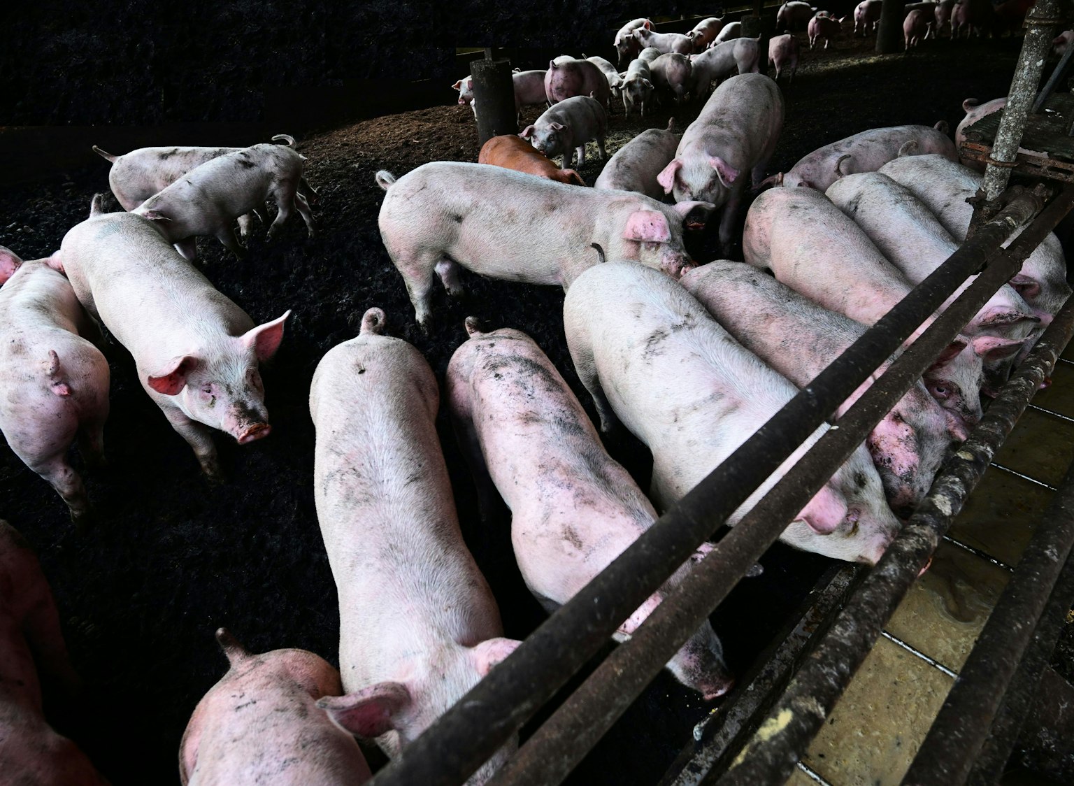 Une scène de cochons dans un enclos avec plusieurs cochons alignés