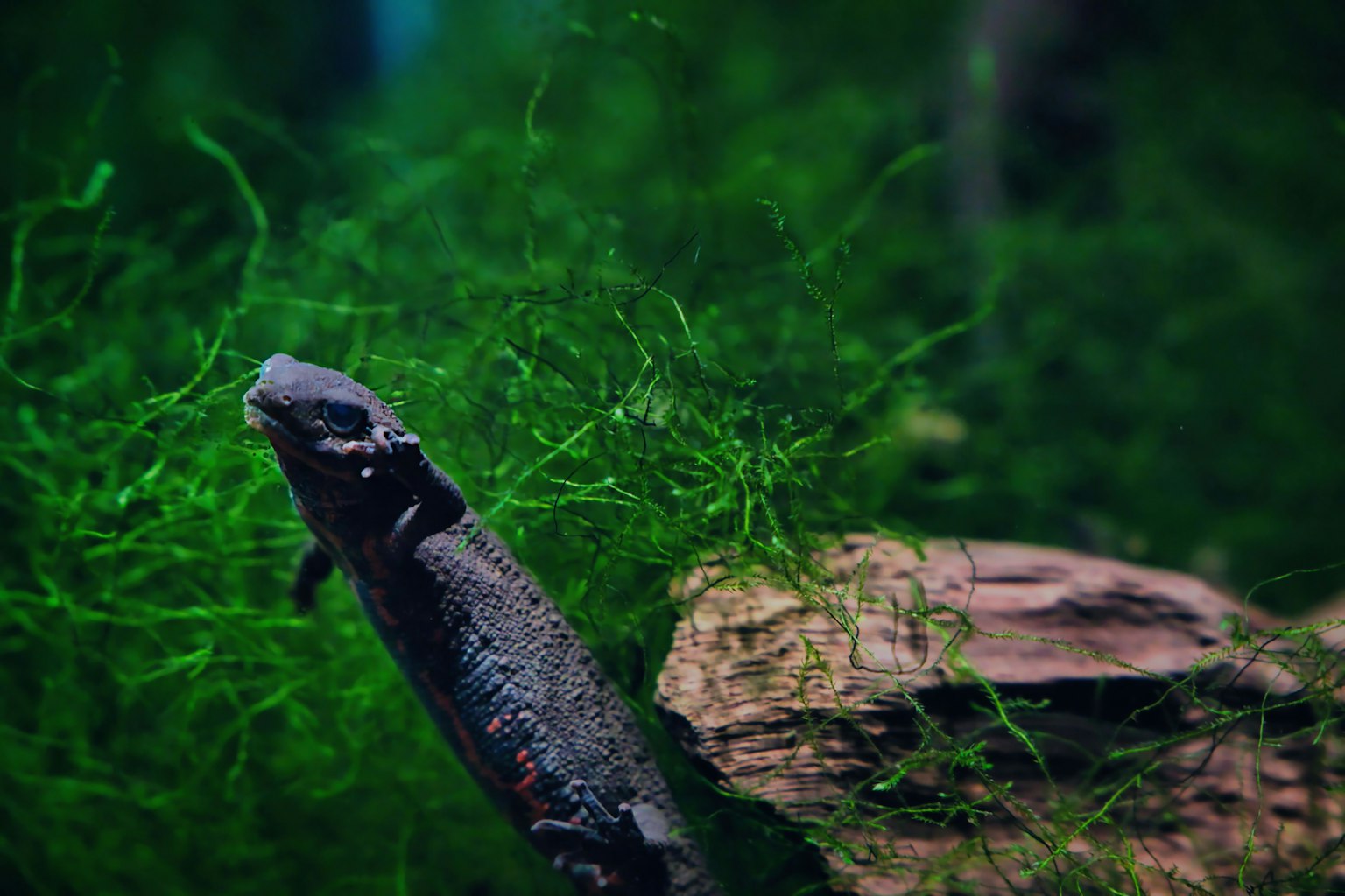一條黑魚在水中綠色藻類中游動