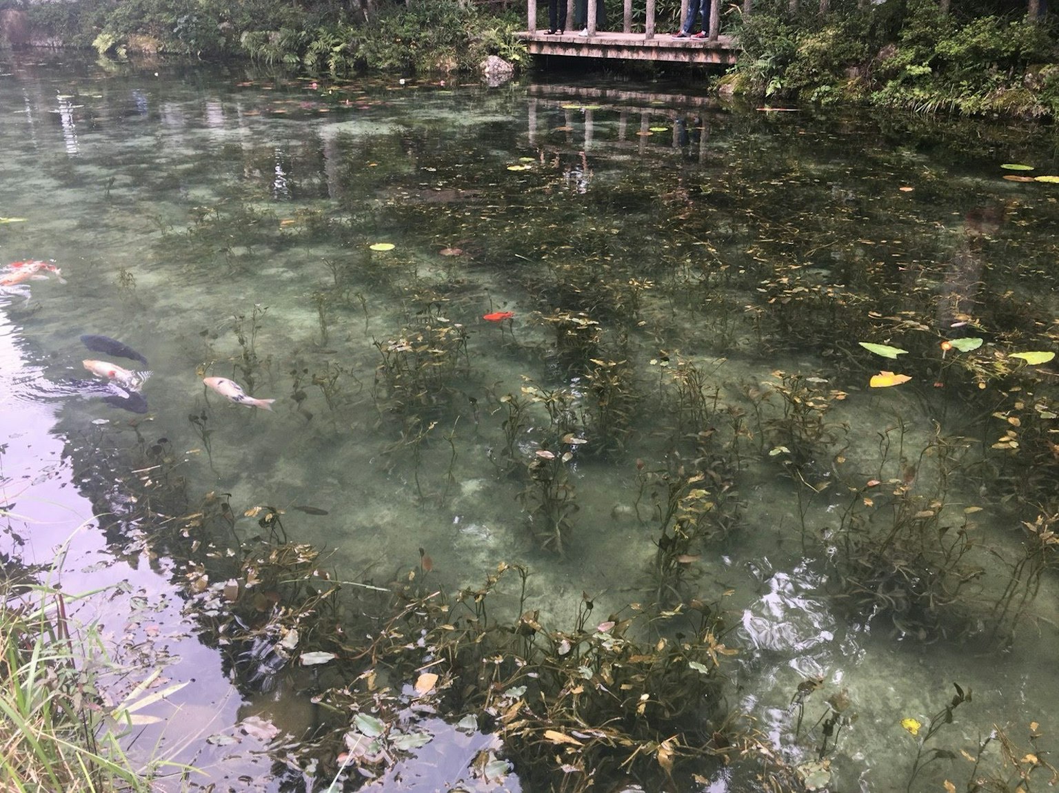 Estanque tranquilo con agua clara mostrando hojas flotantes y peces pequeños