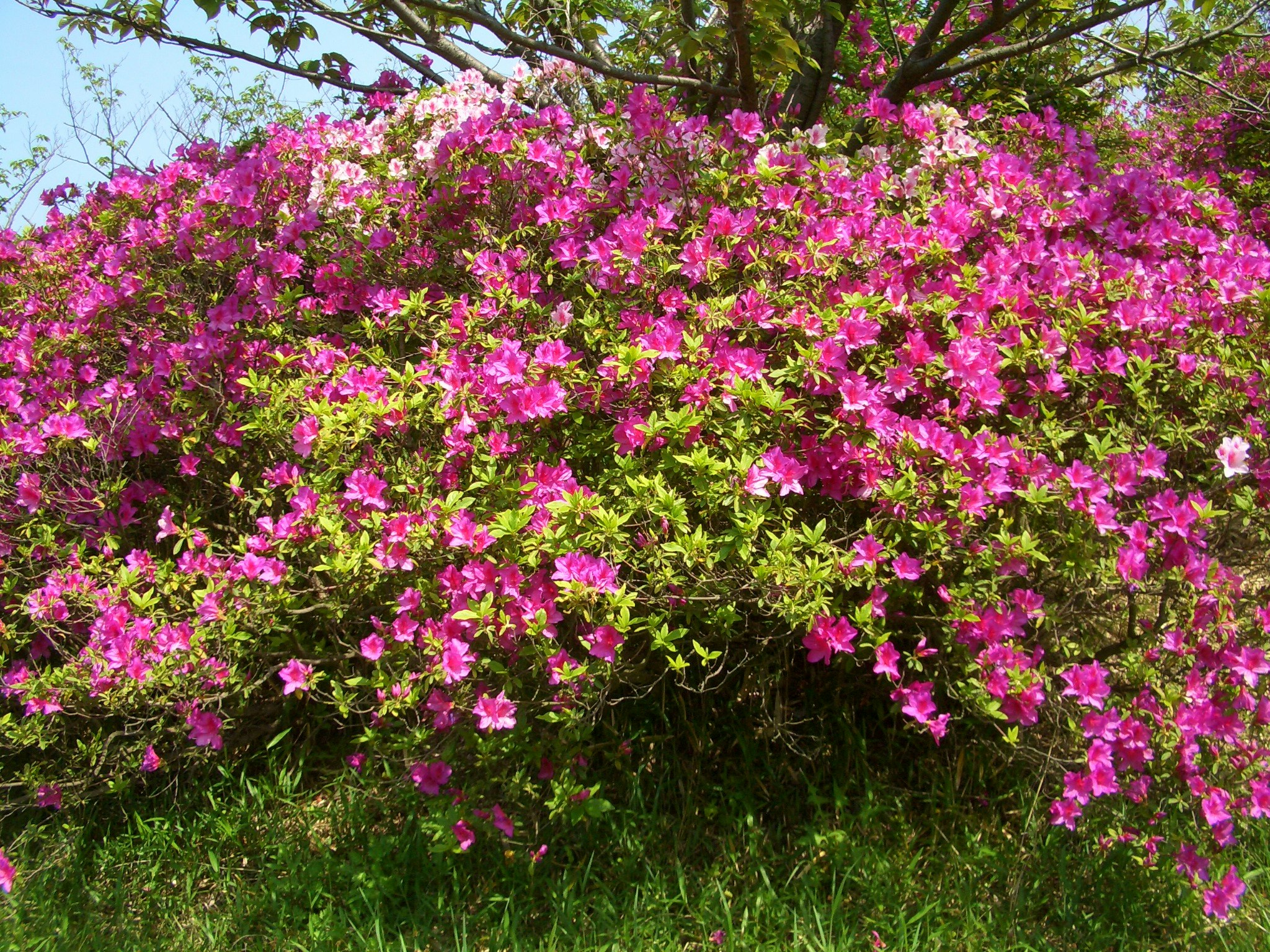 鮮やかなピンクの花が咲く低木の群れ