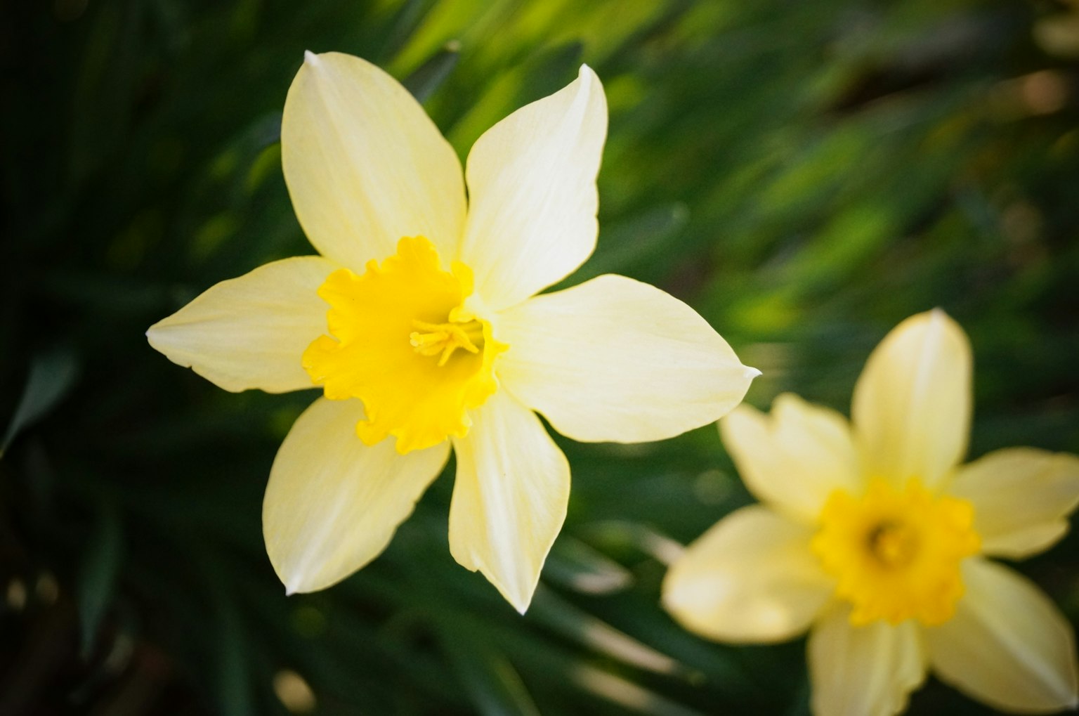 Weiße Narzissenblüten mit gelben Zentren blühen zwischen grünen Blättern