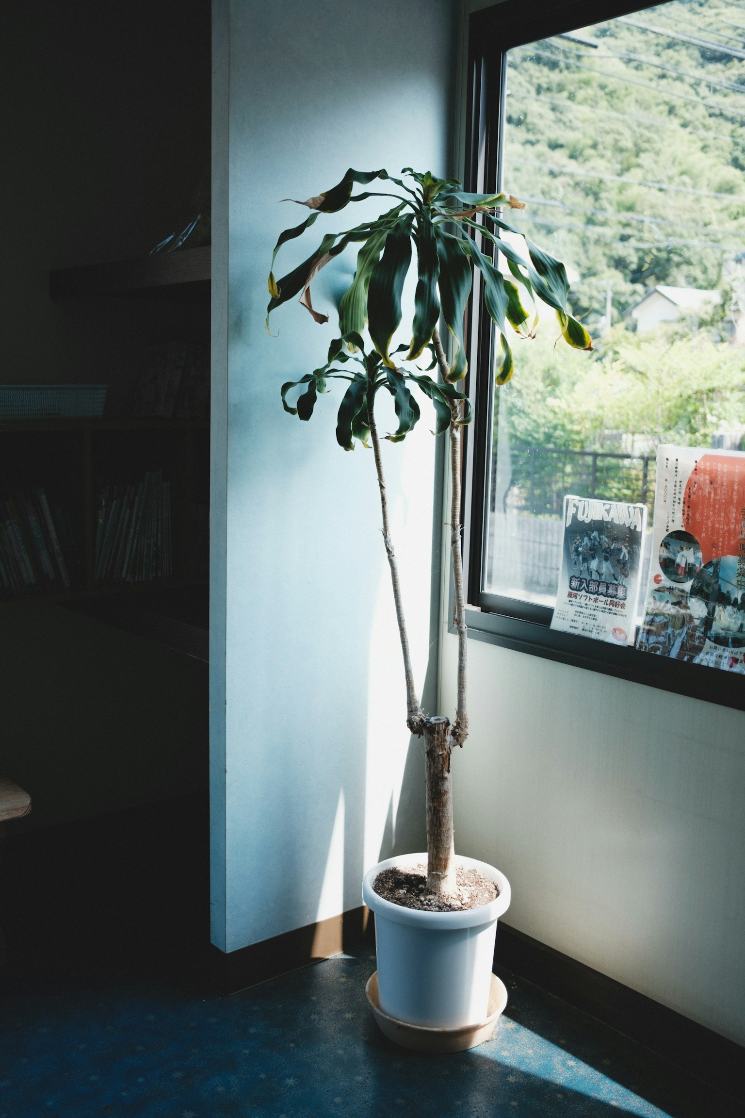 Foto tanaman pot di dekat jendela dengan daun hijau dan pot putih