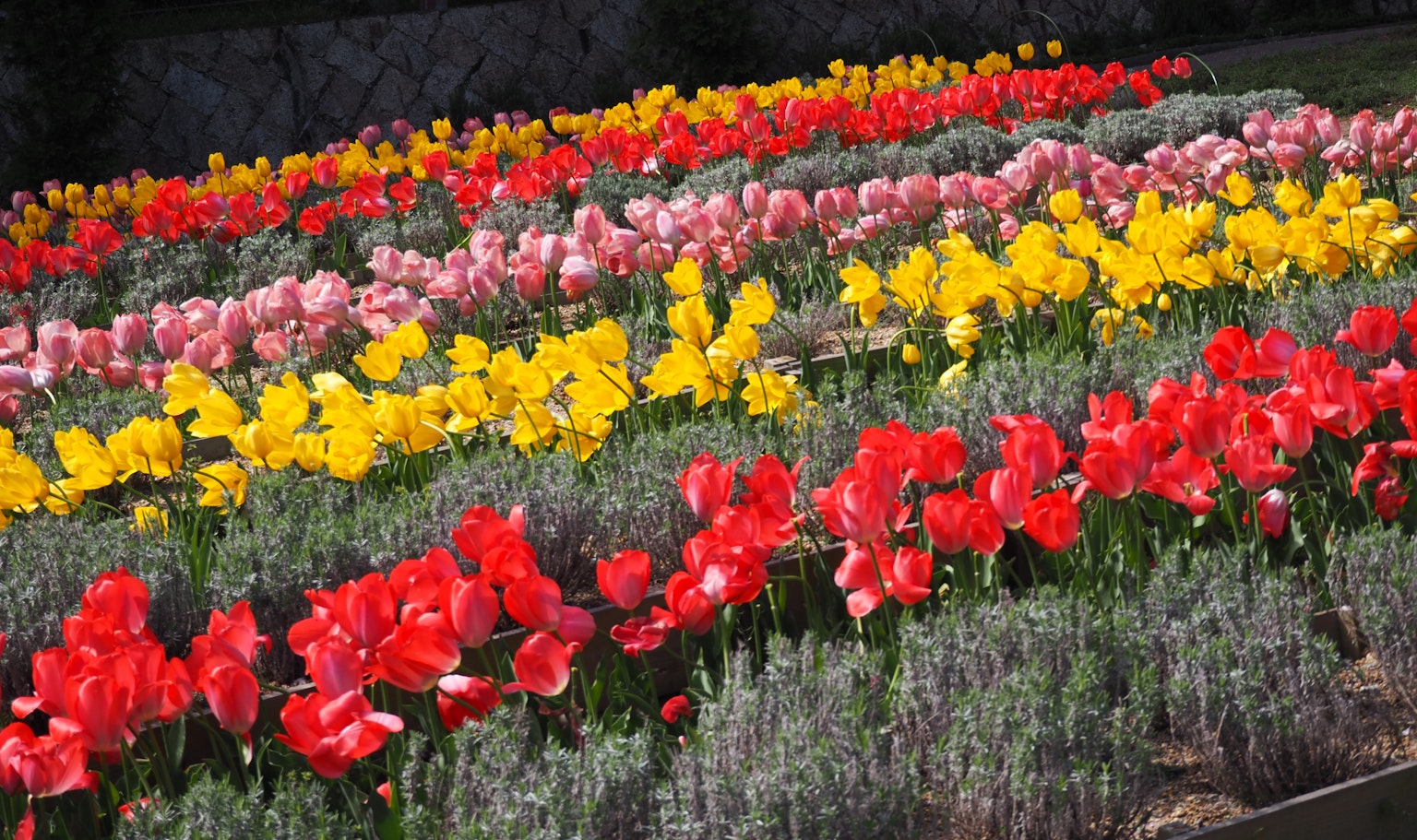 Tulip berwarna-warni disusun dalam taman bunga