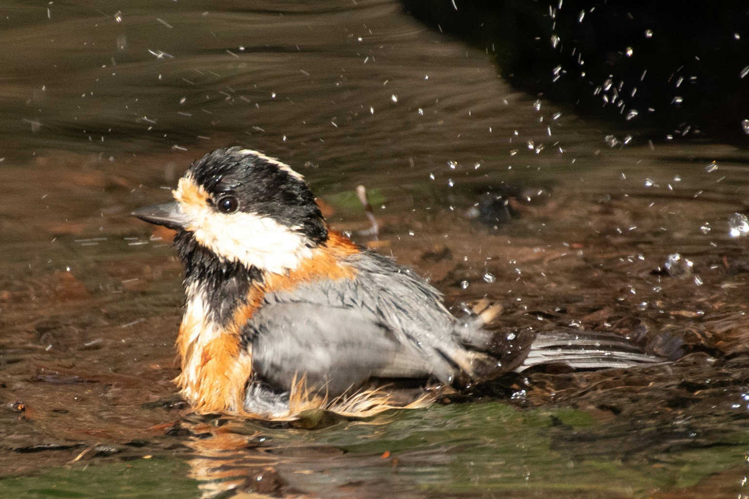 A small bird bathing with vibrant colors and feather details