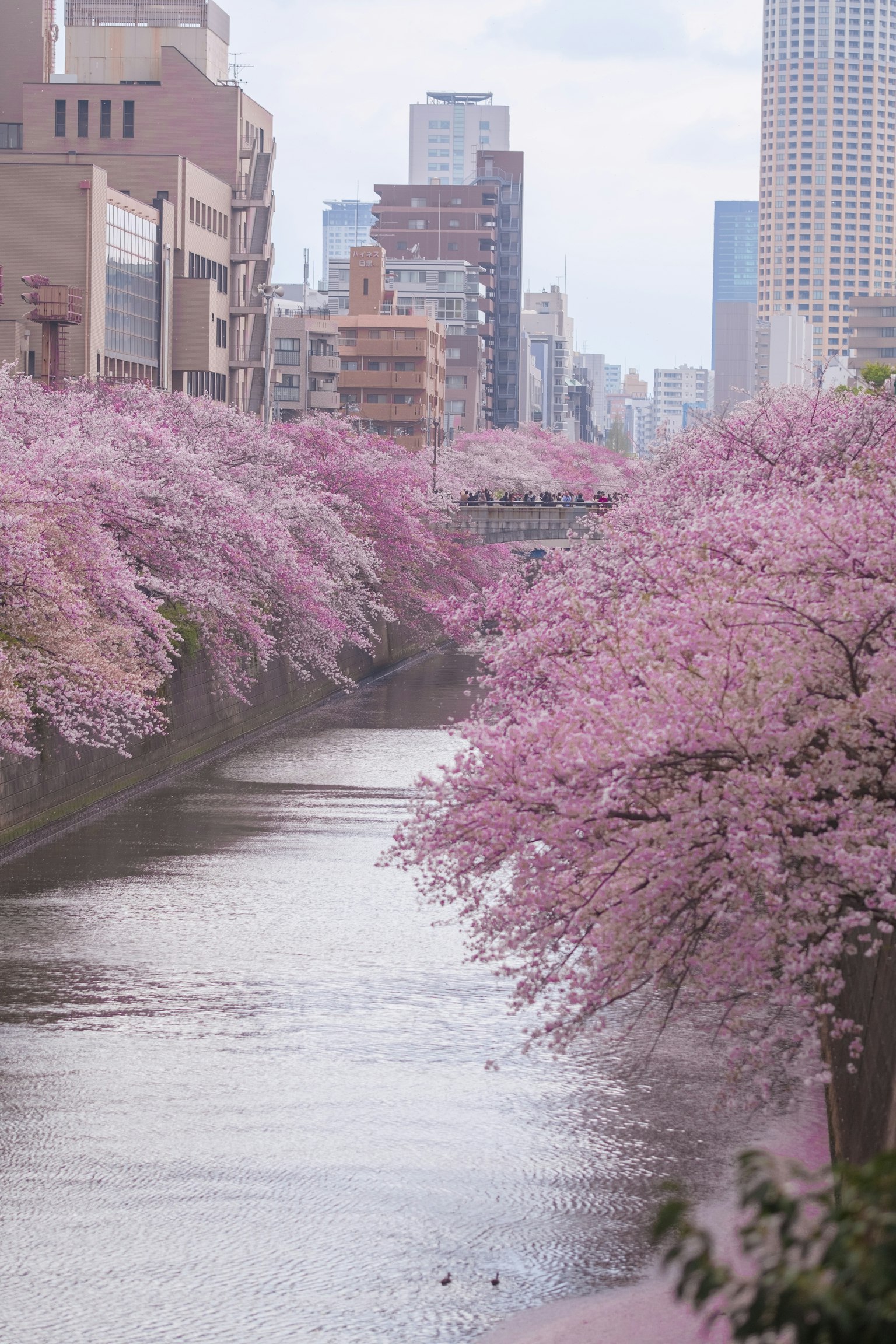 Alberi di ciliegio in fiore che fiancheggiano un fiume in un paesaggio urbano