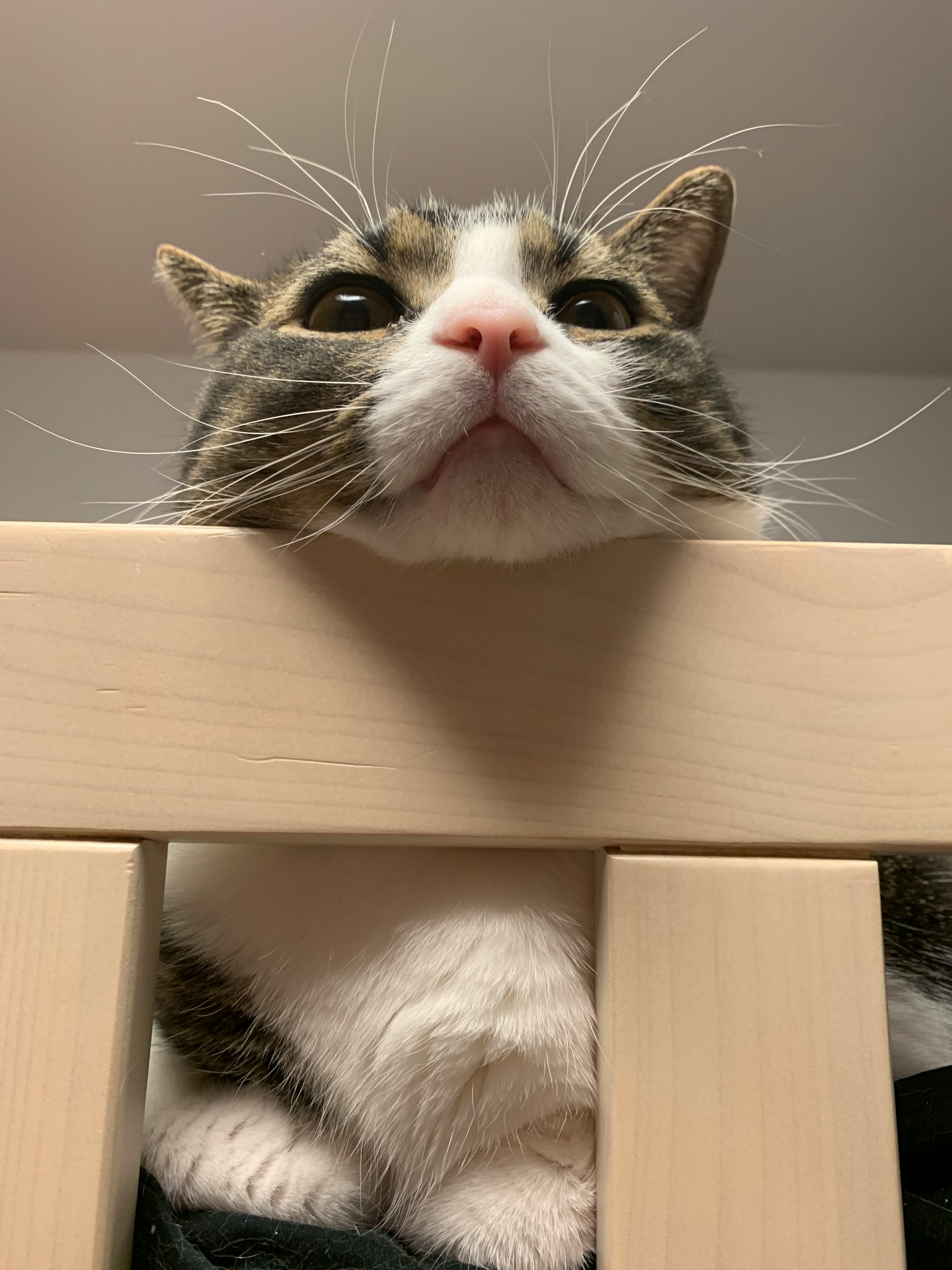 猫把下巴放在木栅栏上