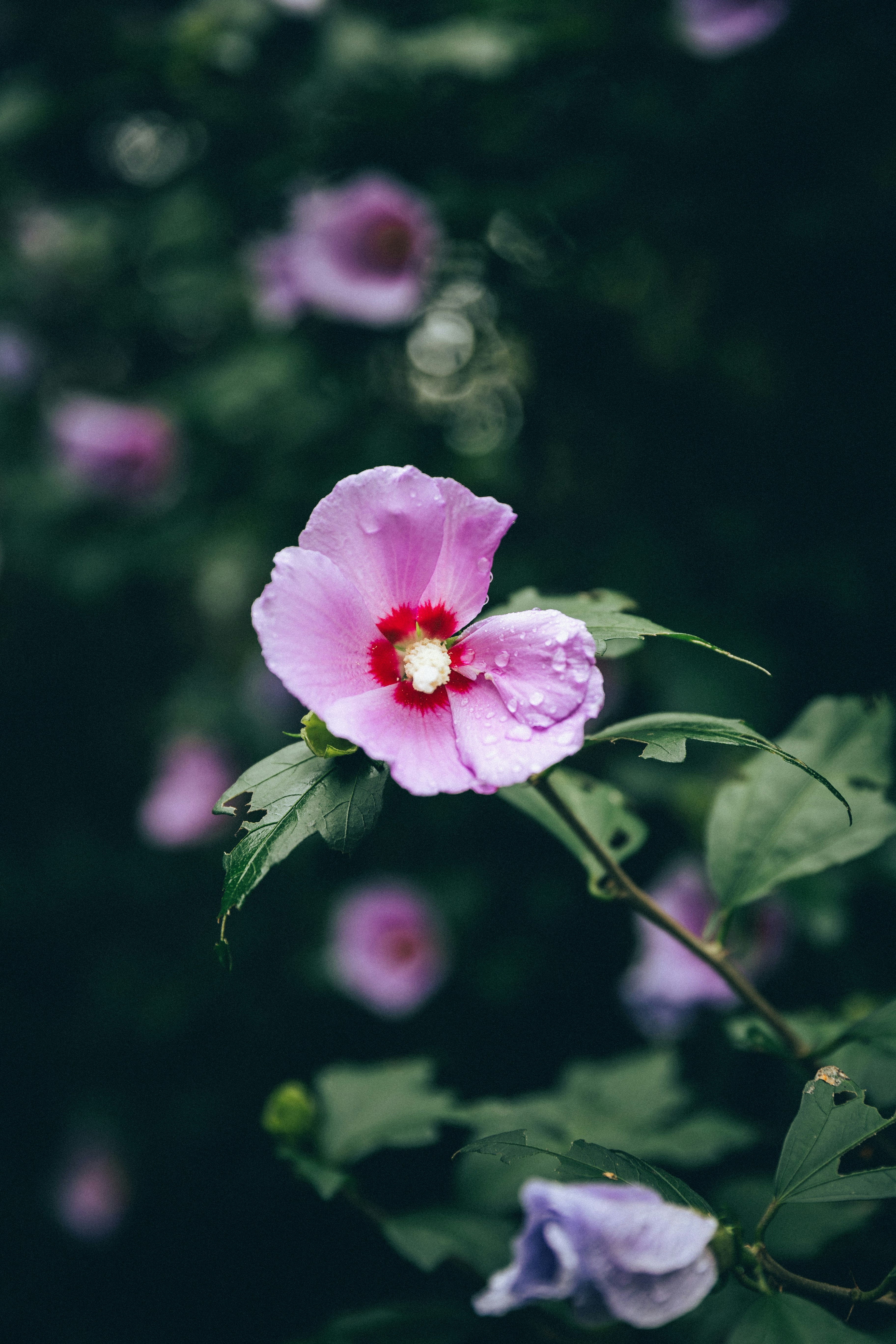 濃い背景に浮かぶピンクの花とつぼみ