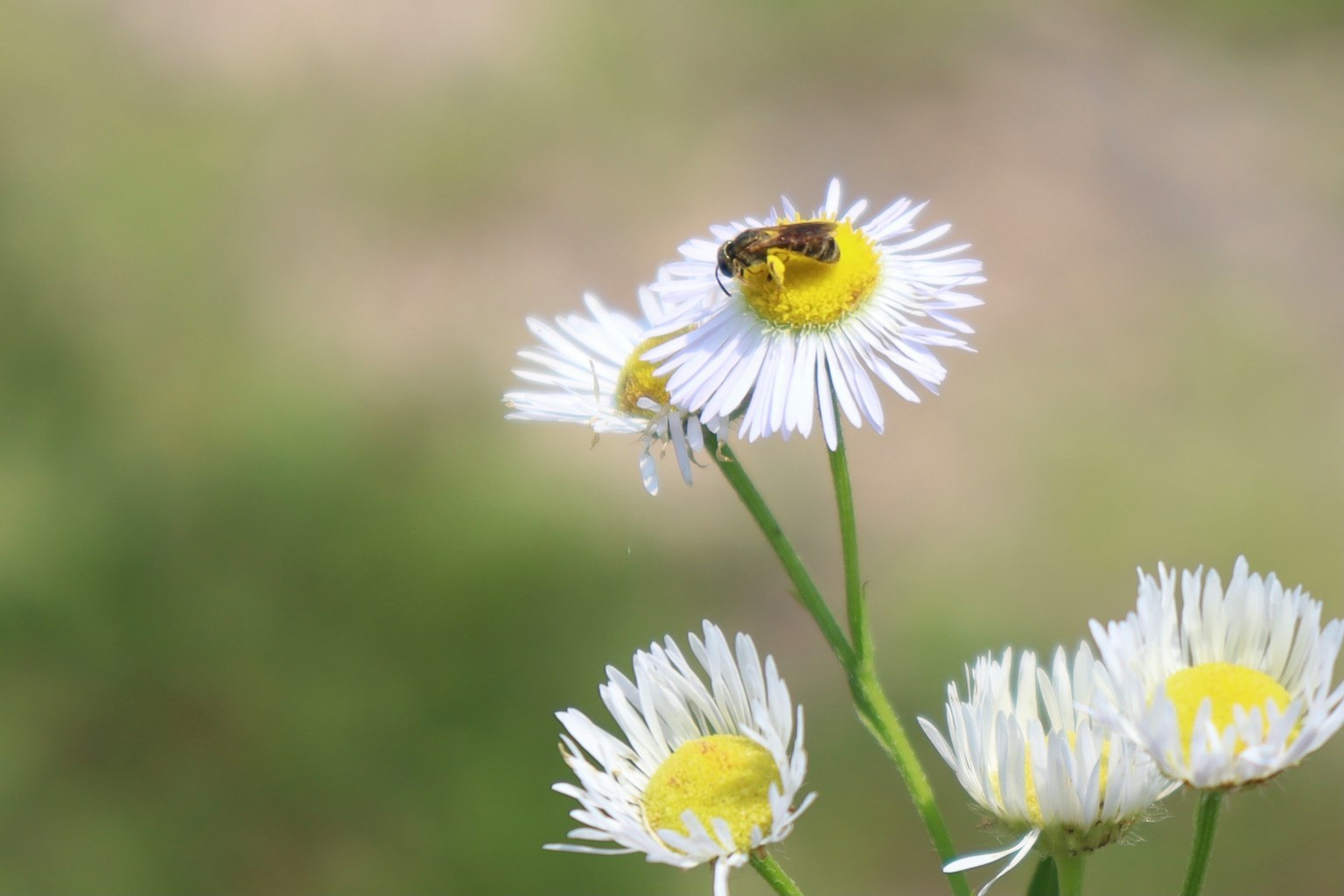 Seekor lebah bertengger di atas bunga daisy putih dengan pusat kuning