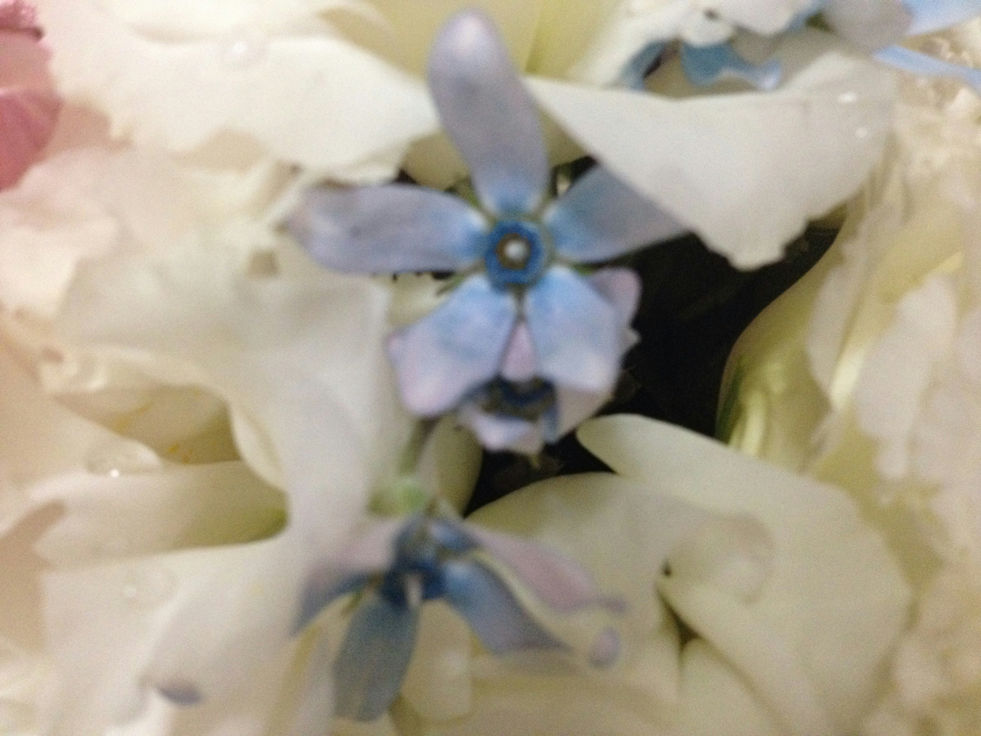 blue-purple flower blooming among white petals