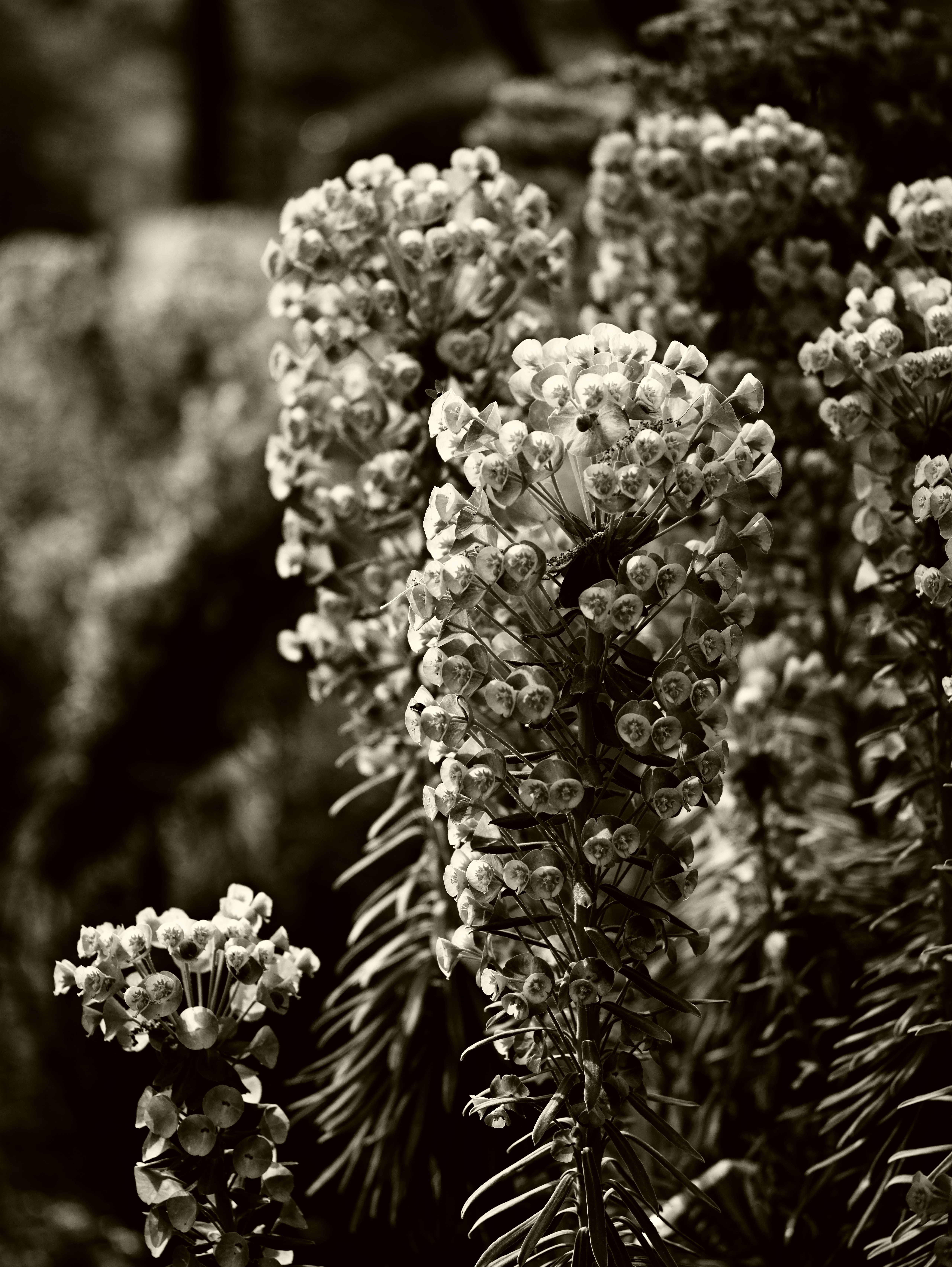 Close-up of small clustered flowers