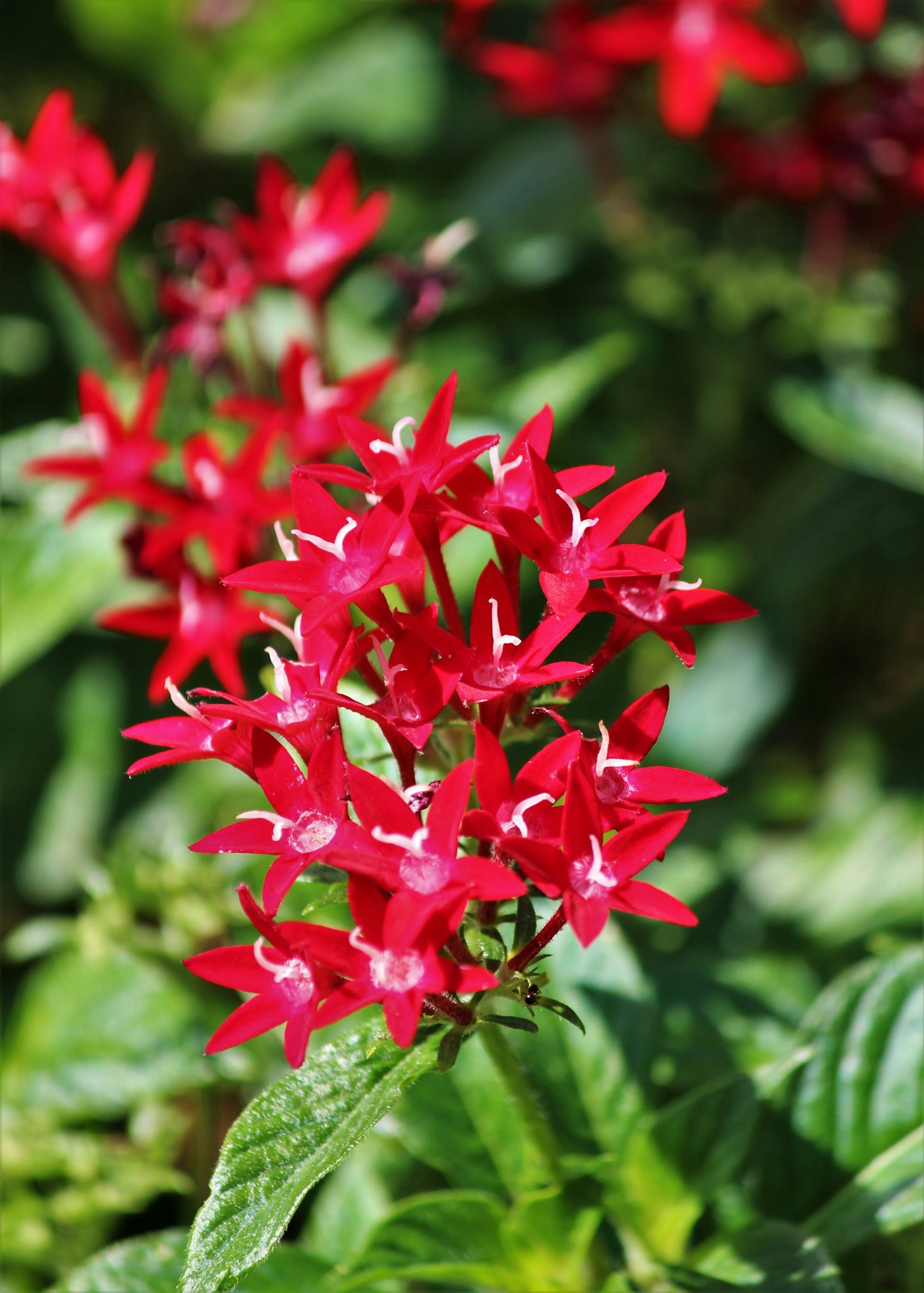 Close-up of vibrant red flowers on a green plant