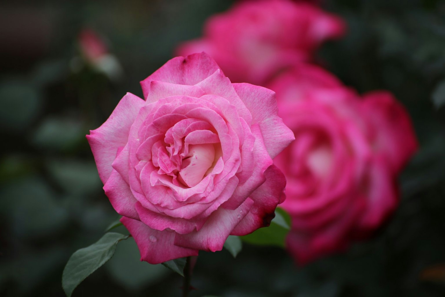 กุหลาบสีชมพูสดใสกับพื้นหลังเบลอของกุหลาบเพิ่มเติม