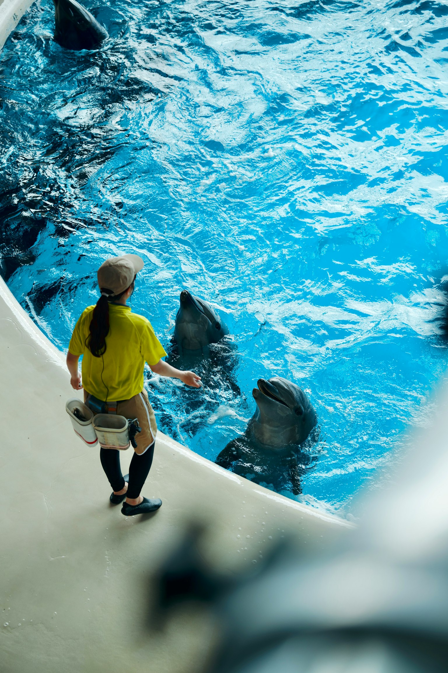 女性工作人员在水族馆与海狮互动