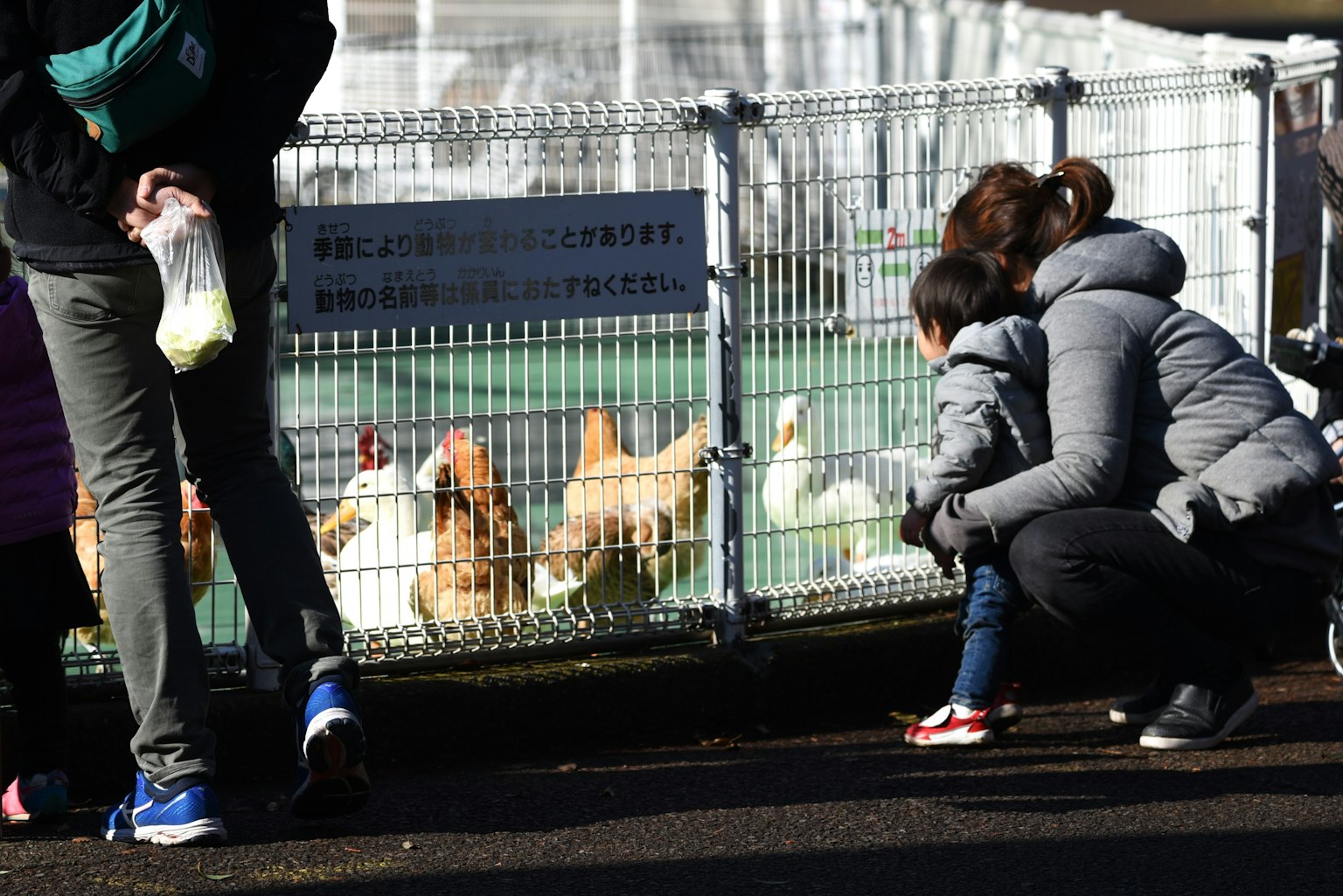 Un genitore e un bambino che osservano polli in una fattoria o in uno zoo per bambini