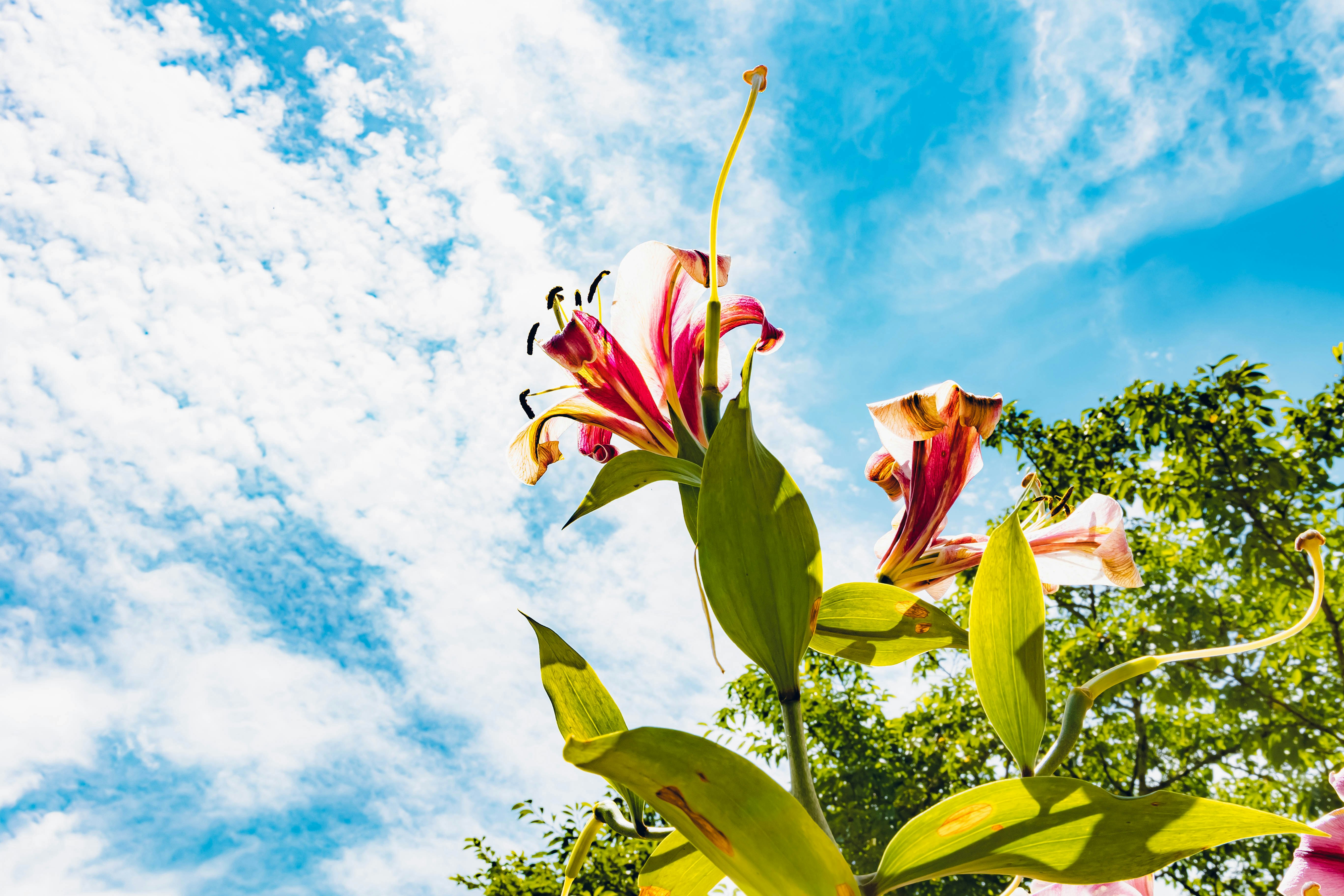 青空の下で咲くカサブランカの花
