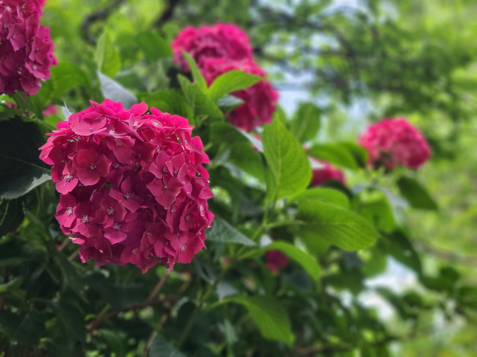 Flores de hortensia rosa vibrantes floreciendo entre hojas verdes