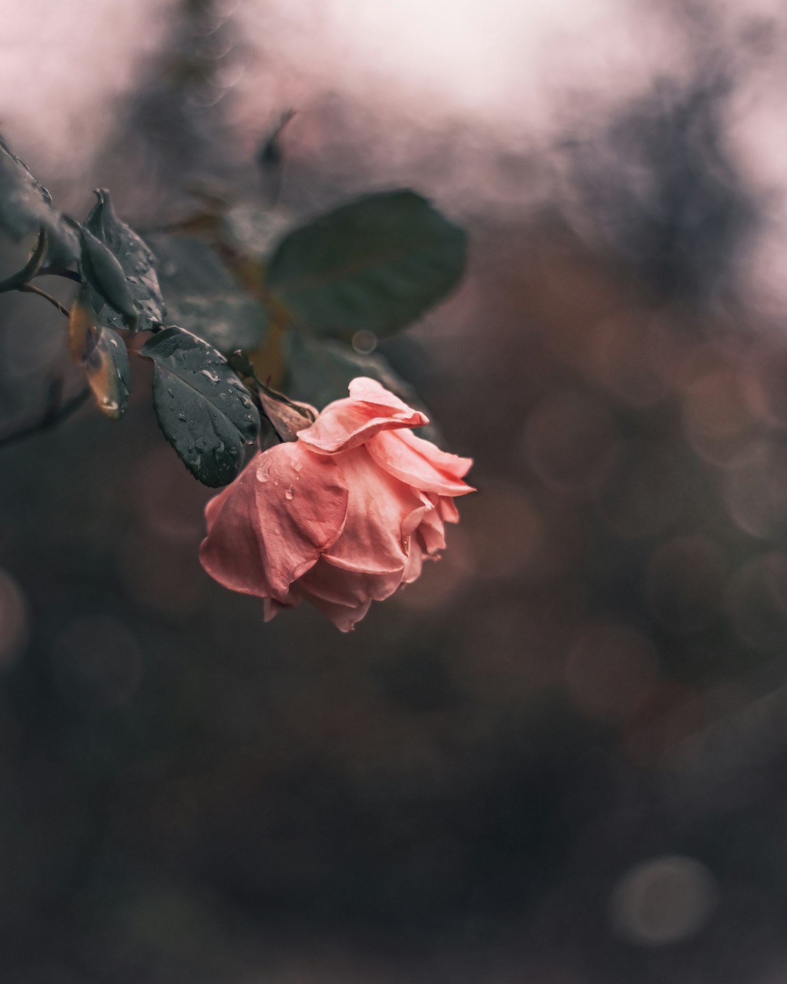 Una rosa rosa pallido appesa a un ramo con foglie verdi