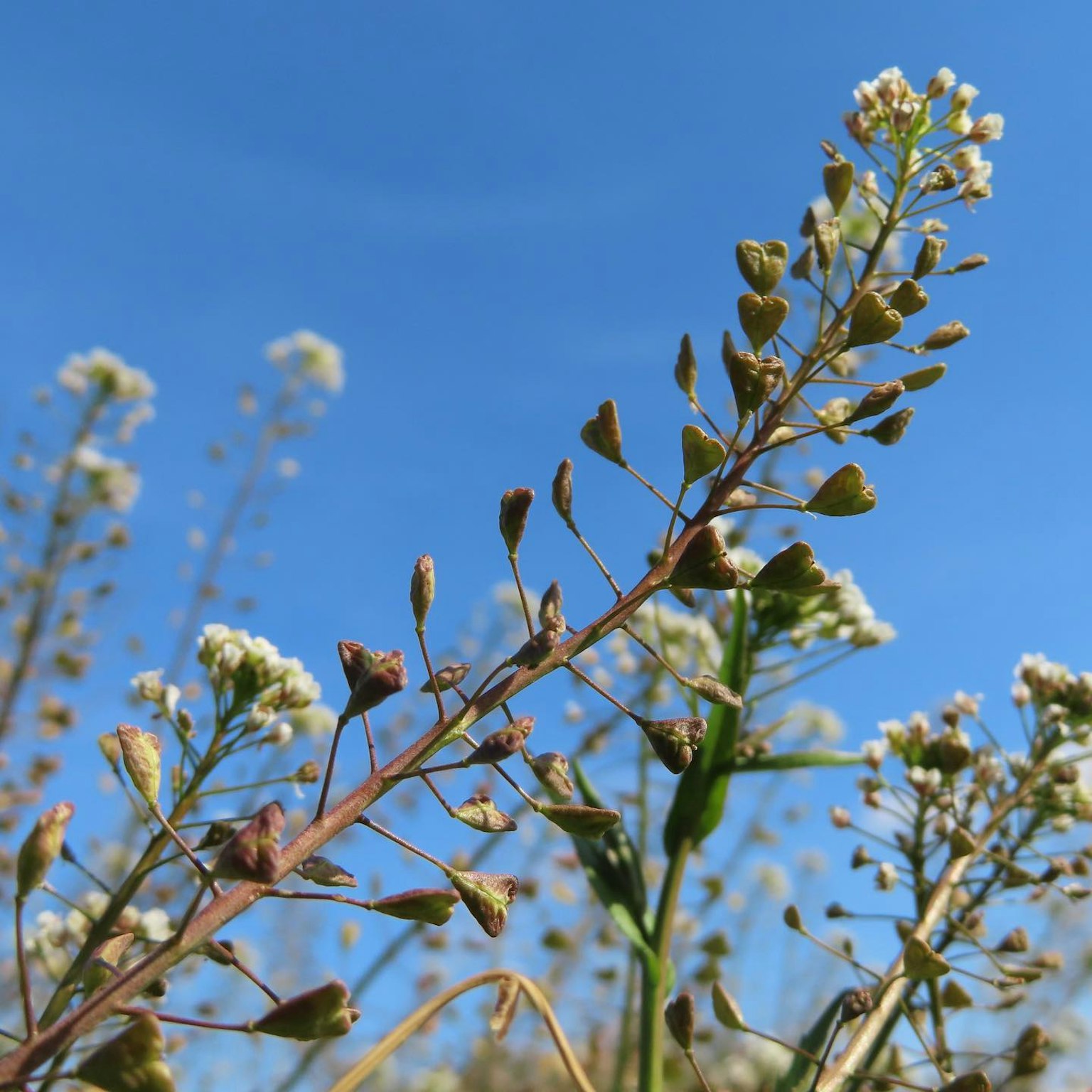 Primo piano di una pianta con piccoli fiori bianchi e foglie verdi sotto un cielo azzurro