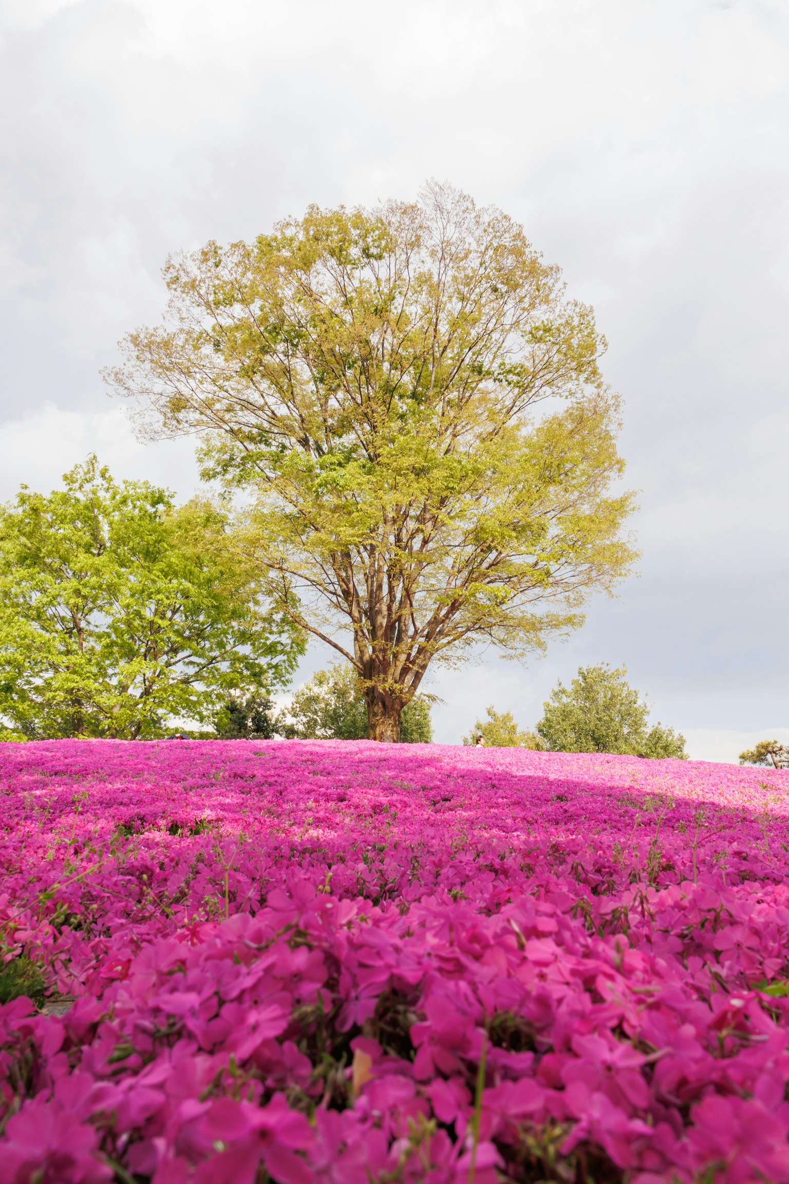 Lebendige rosa Blumen bedecken den Boden mit einem grünen Baum im Hintergrund