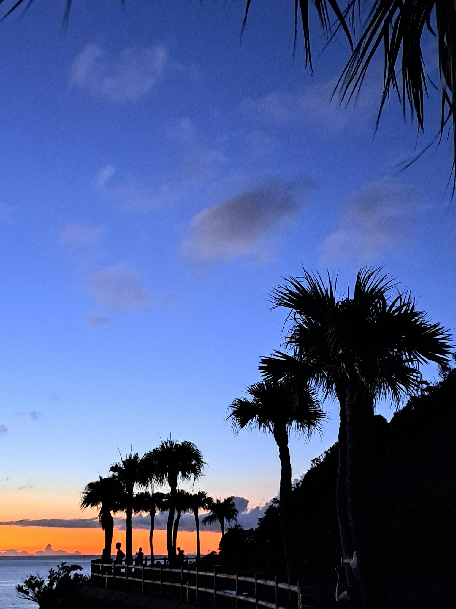 Silhouette von Palmen entlang eines Küstenpfades bei Sonnenuntergang