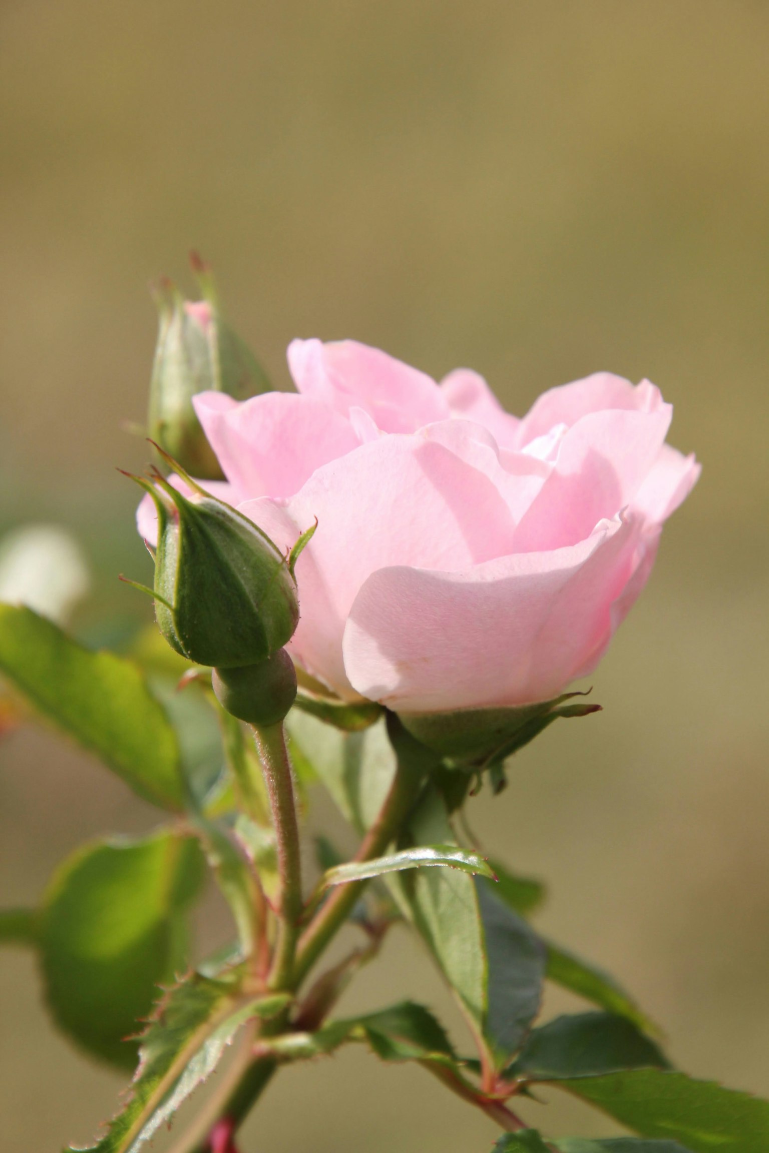 Una rosa rosa in bocciolo con foglie verdi