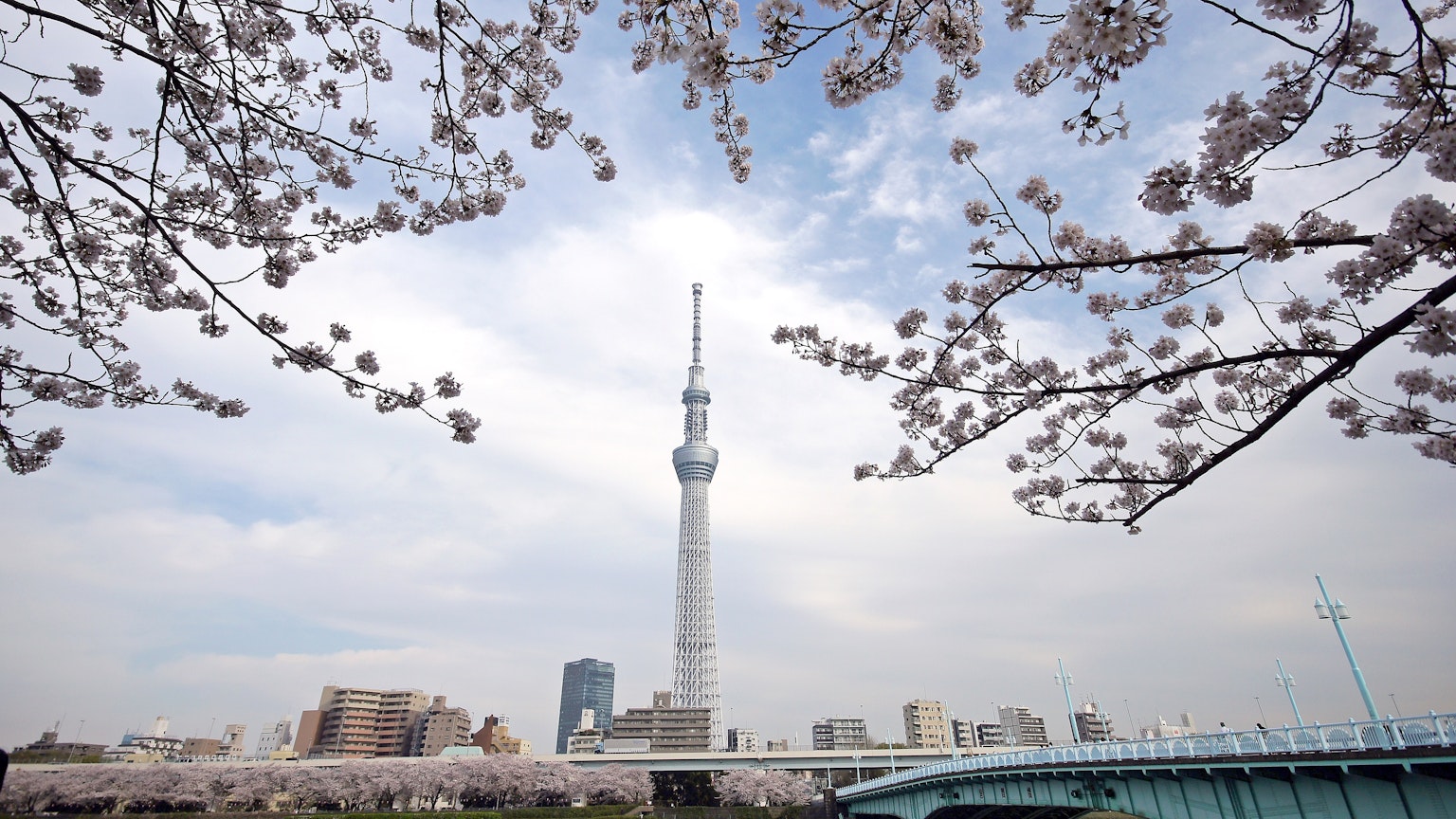 Tokyo Skytree incorniciato da fiori di ciliegio