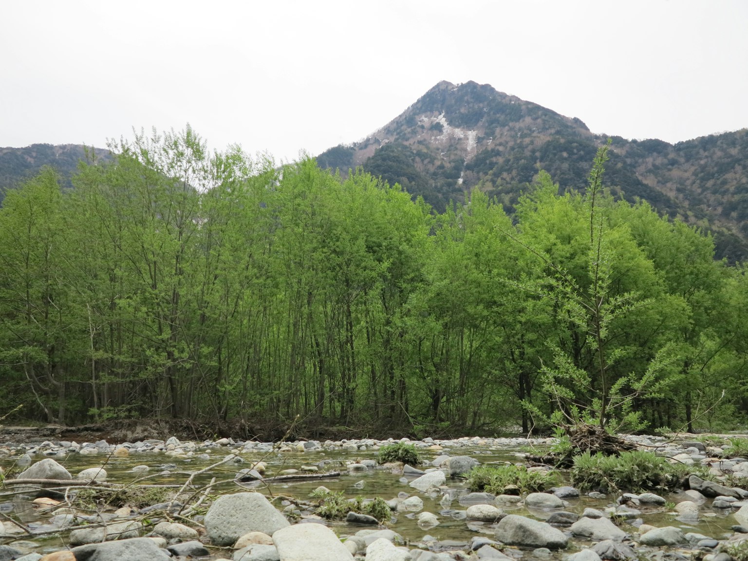 郁郁葱葱的树木和岩石河床，背景是一座山