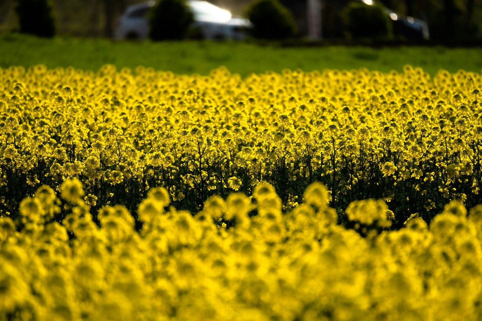 expansive yellow flower field landscape