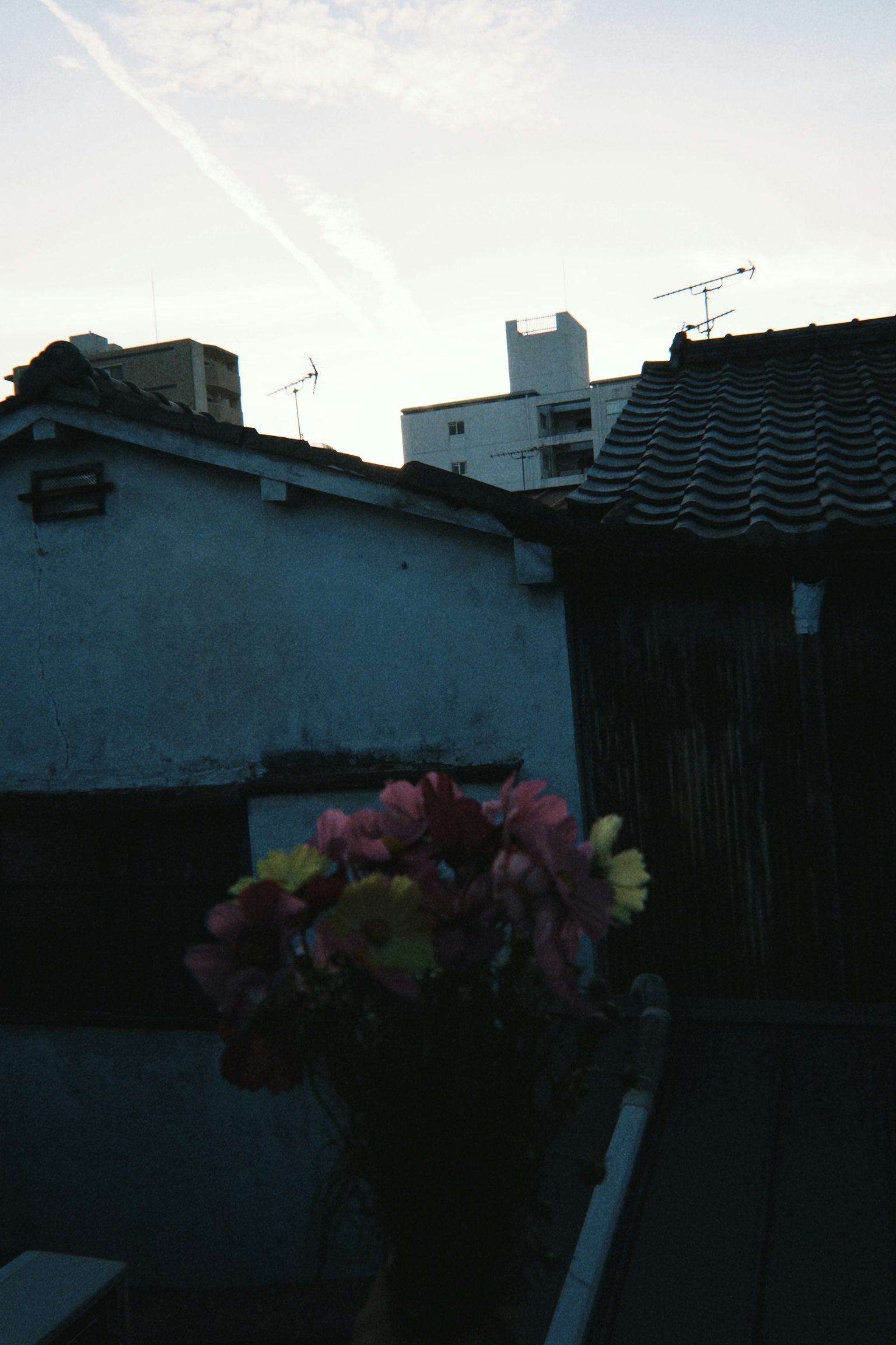 A bouquet of flowers in the foreground with a sunset sky and buildings in the background